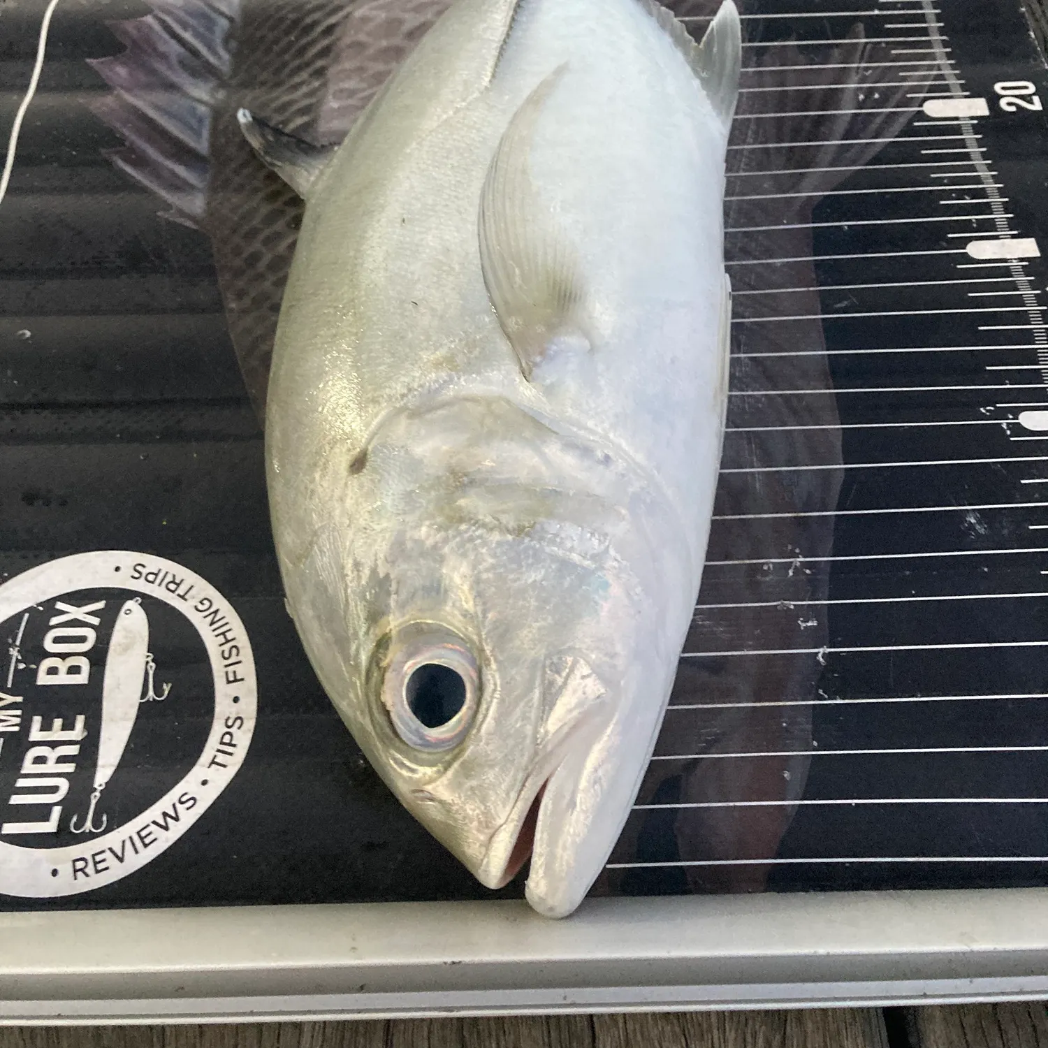 The most recent Bigeye trevally catches on Fishbrain