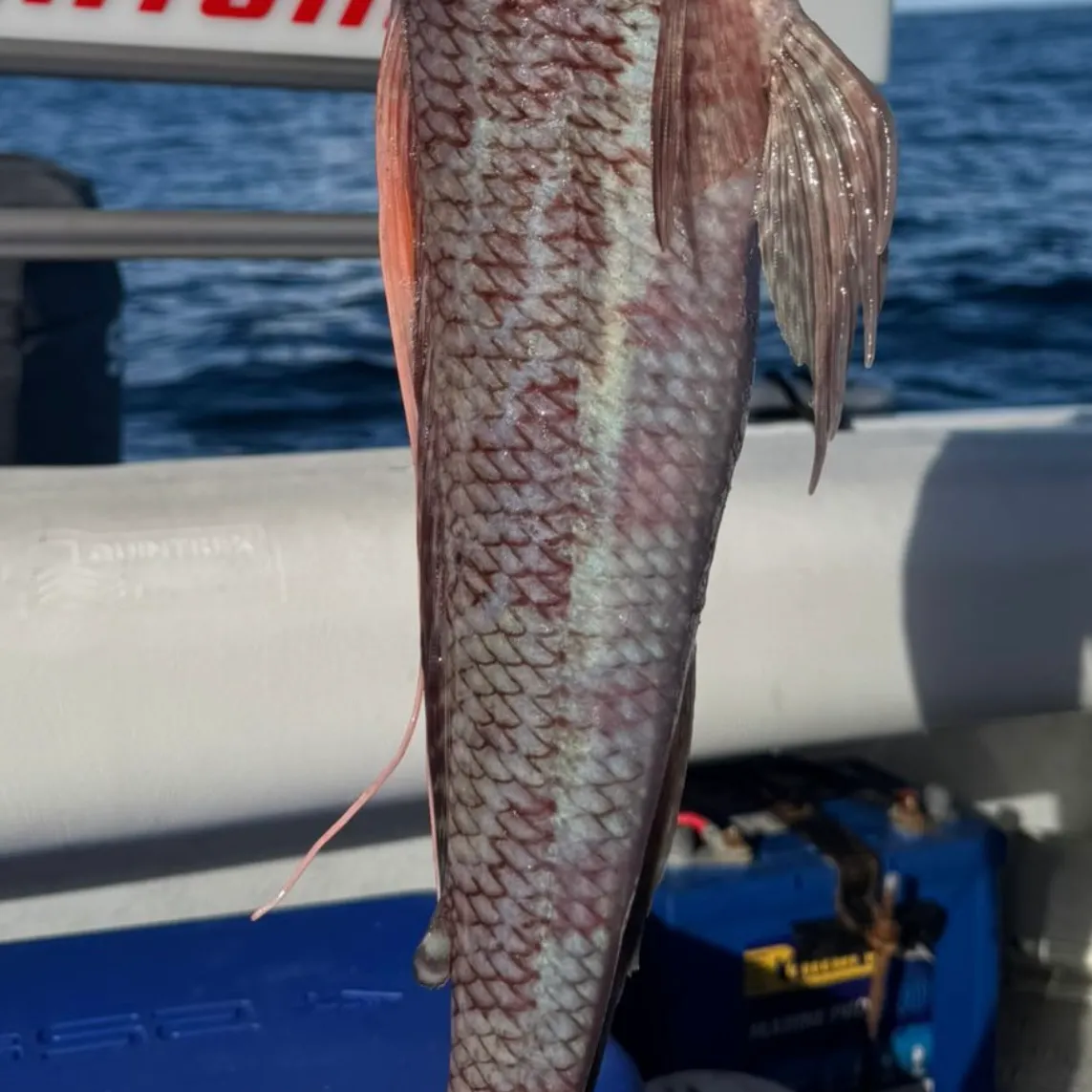 The most recent Sergeant Baker catches on Fishbrain