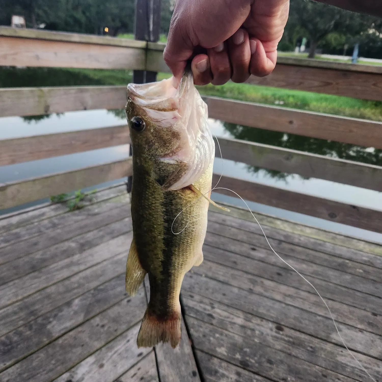 Largemouth bass caught on Fishbrain