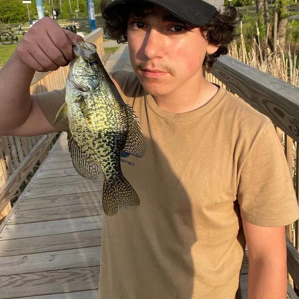 Black crappie caught on Fishbrain