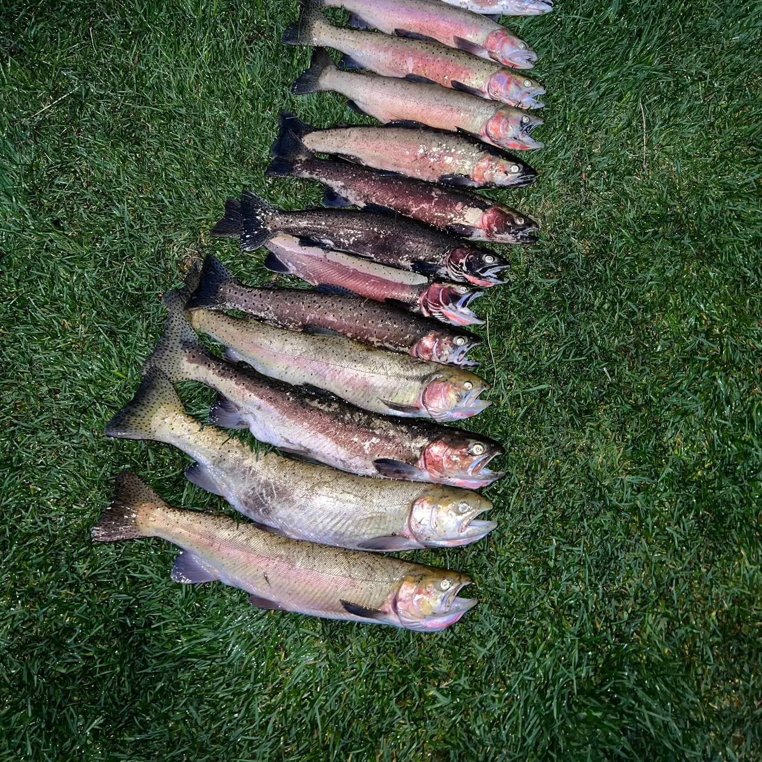 recently logged catches