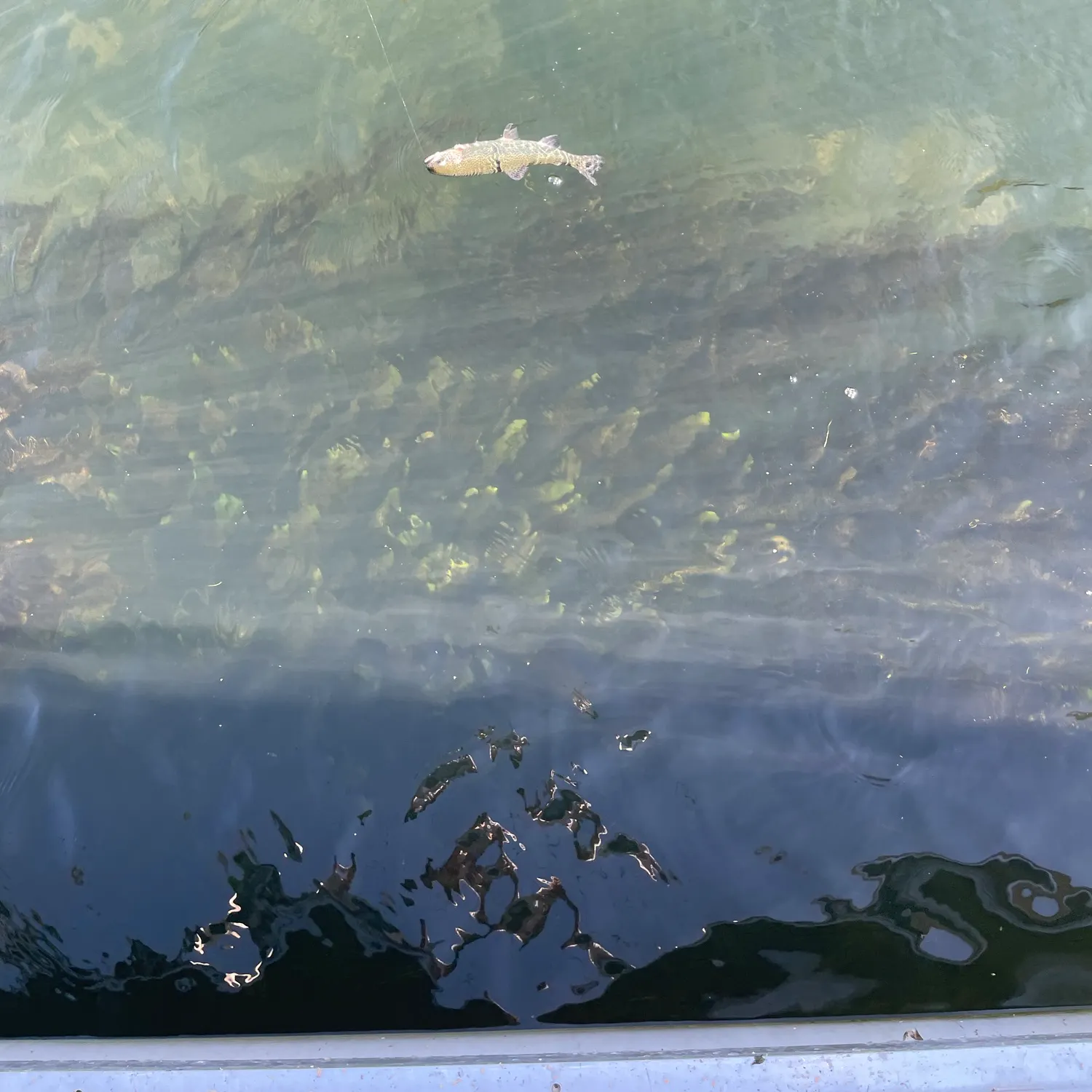 Fish caught on Fishbrain