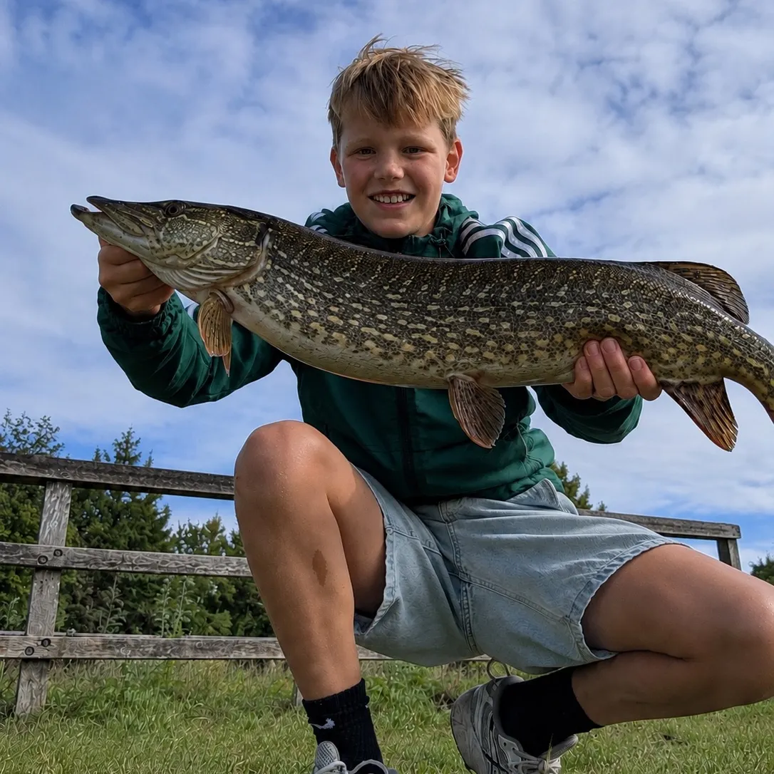 Northern pike caught on Fishbrain