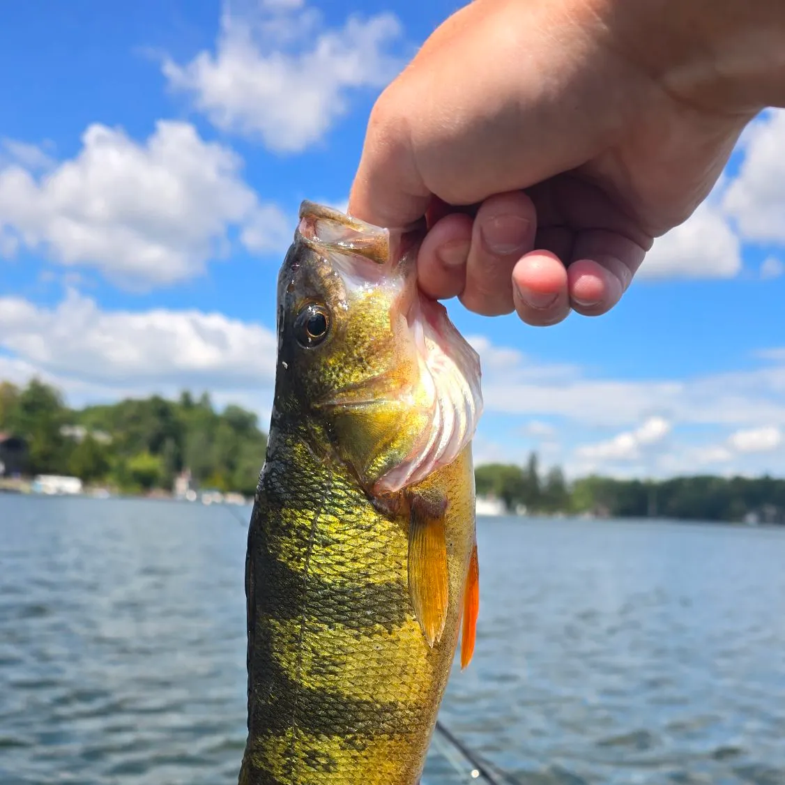 Yellow perch caught on Fishbrain