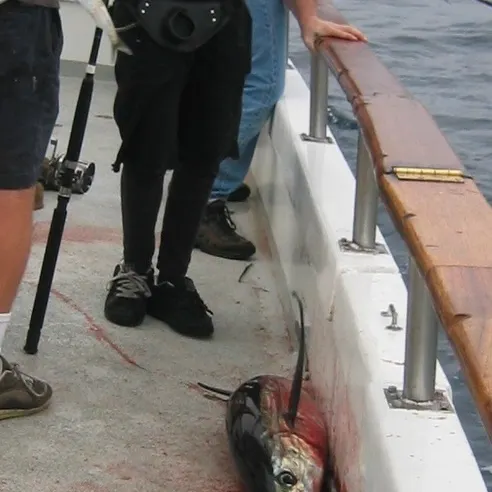 The most recent Albacore catches on Fishbrain