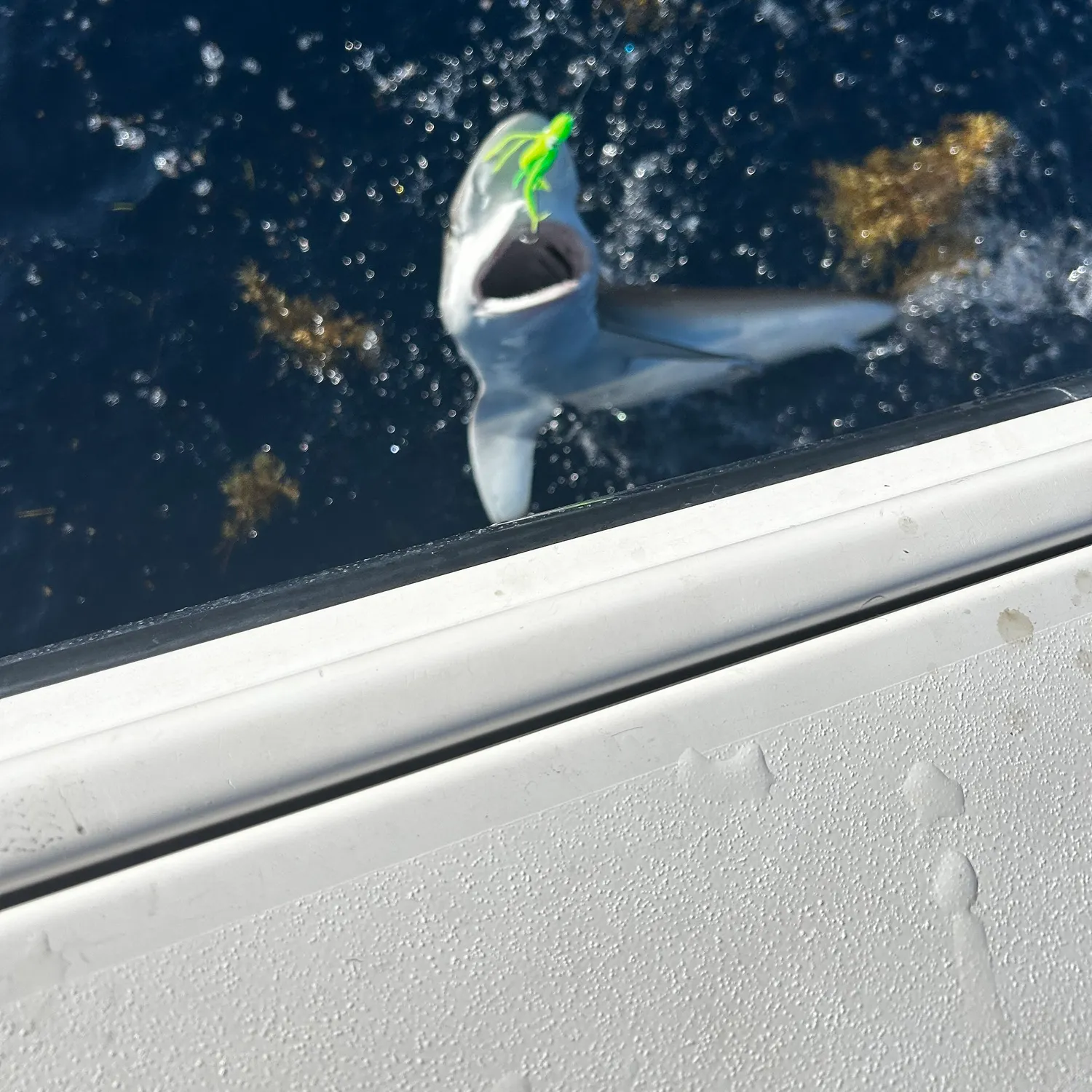 The most recent Blue shark catches on Fishbrain