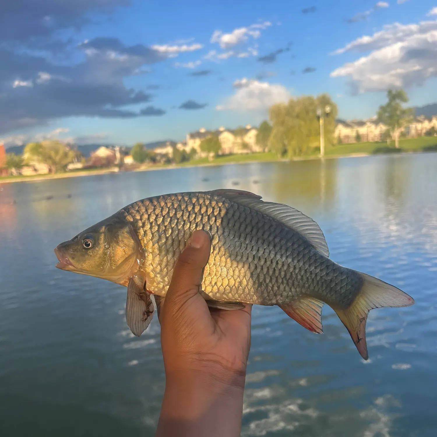 Common carp caught on Fishbrain