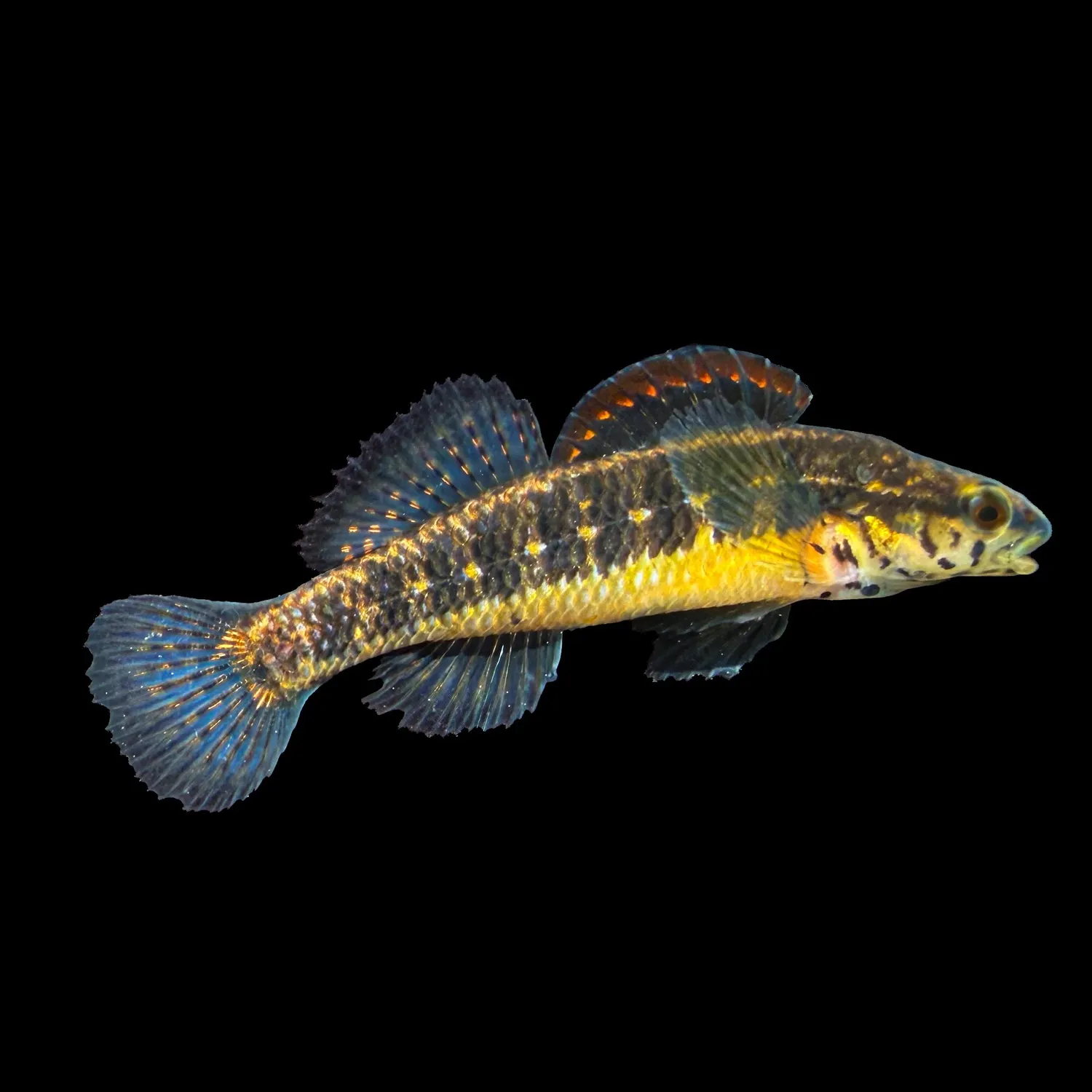 The most recent Swamp darter catches on Fishbrain