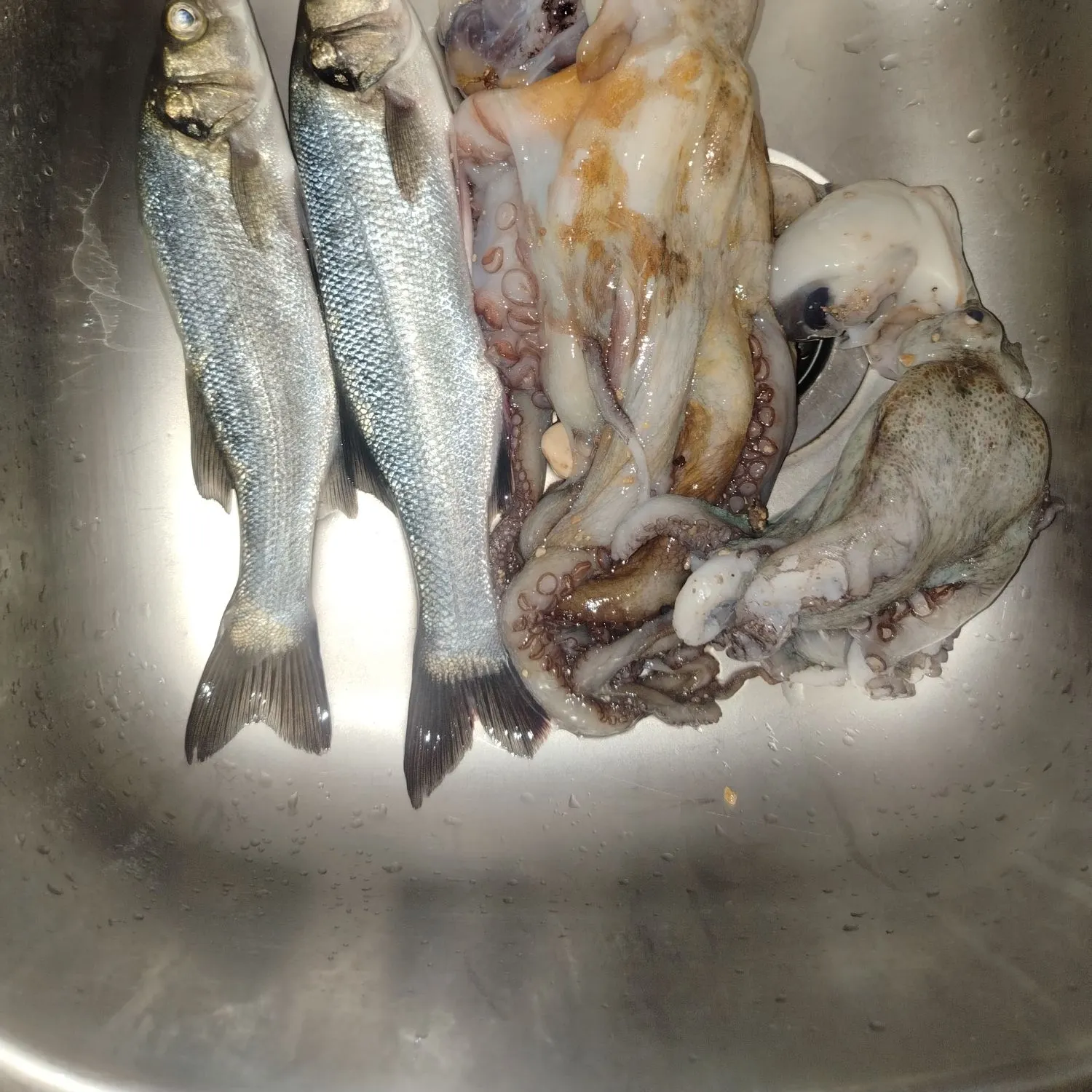 The most recent Common octopus catches on Fishbrain