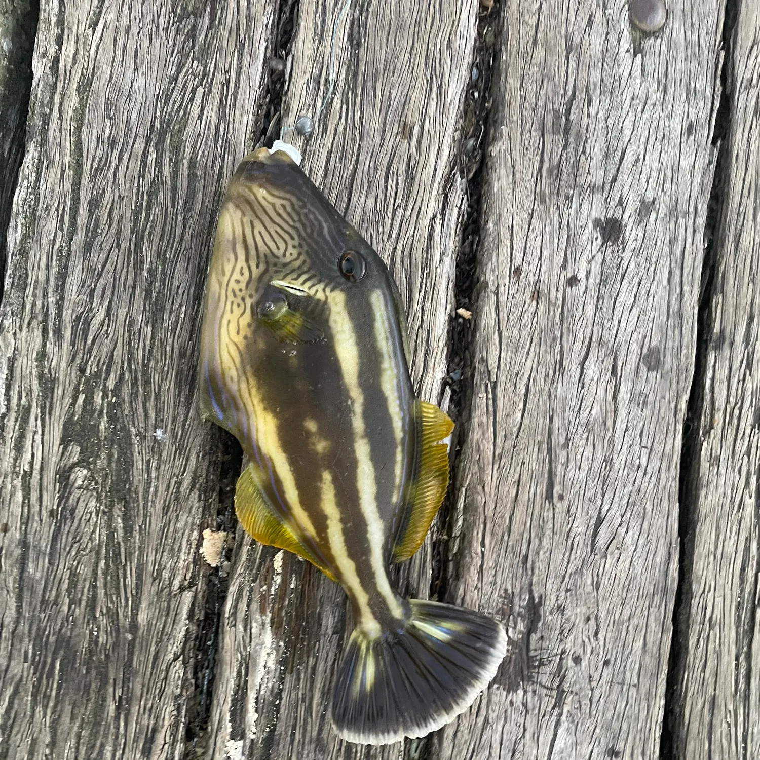 recently logged catches