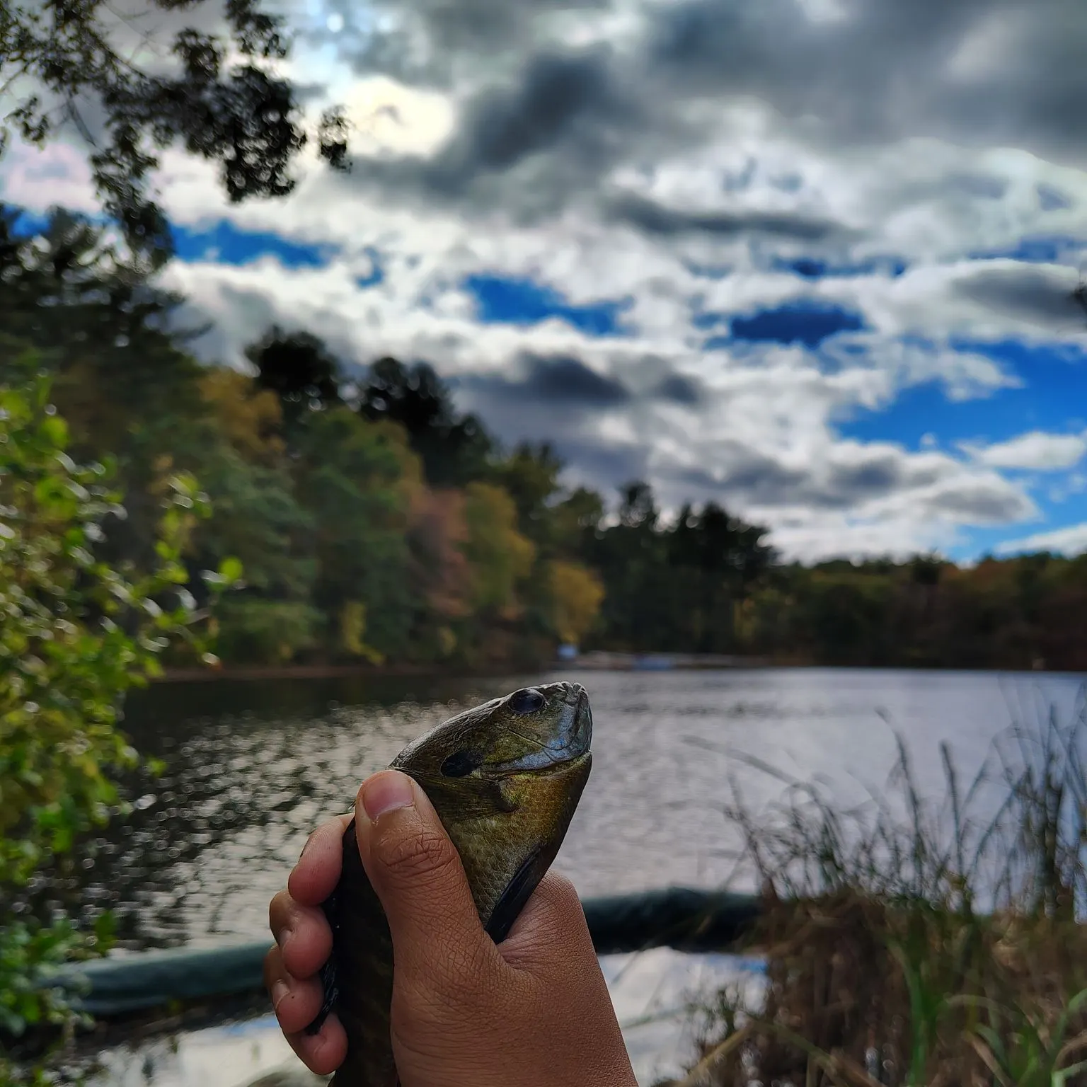 Bluegill caught on Fishbrain