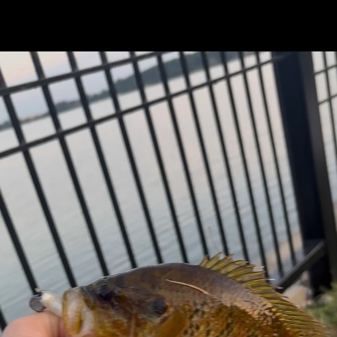 Warmouth caught on Fishbrain