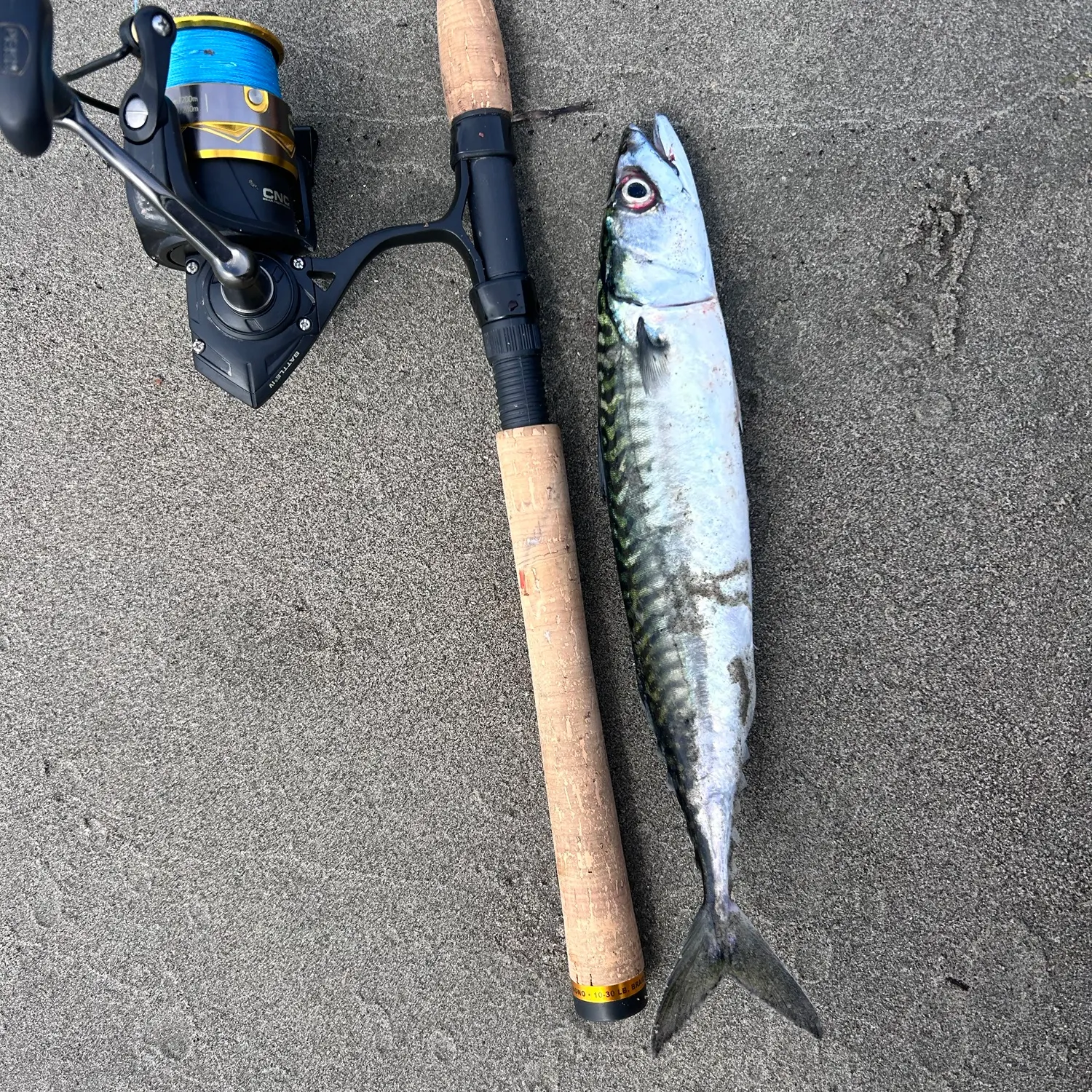 Atlantic mackerel caught on Fishbrain