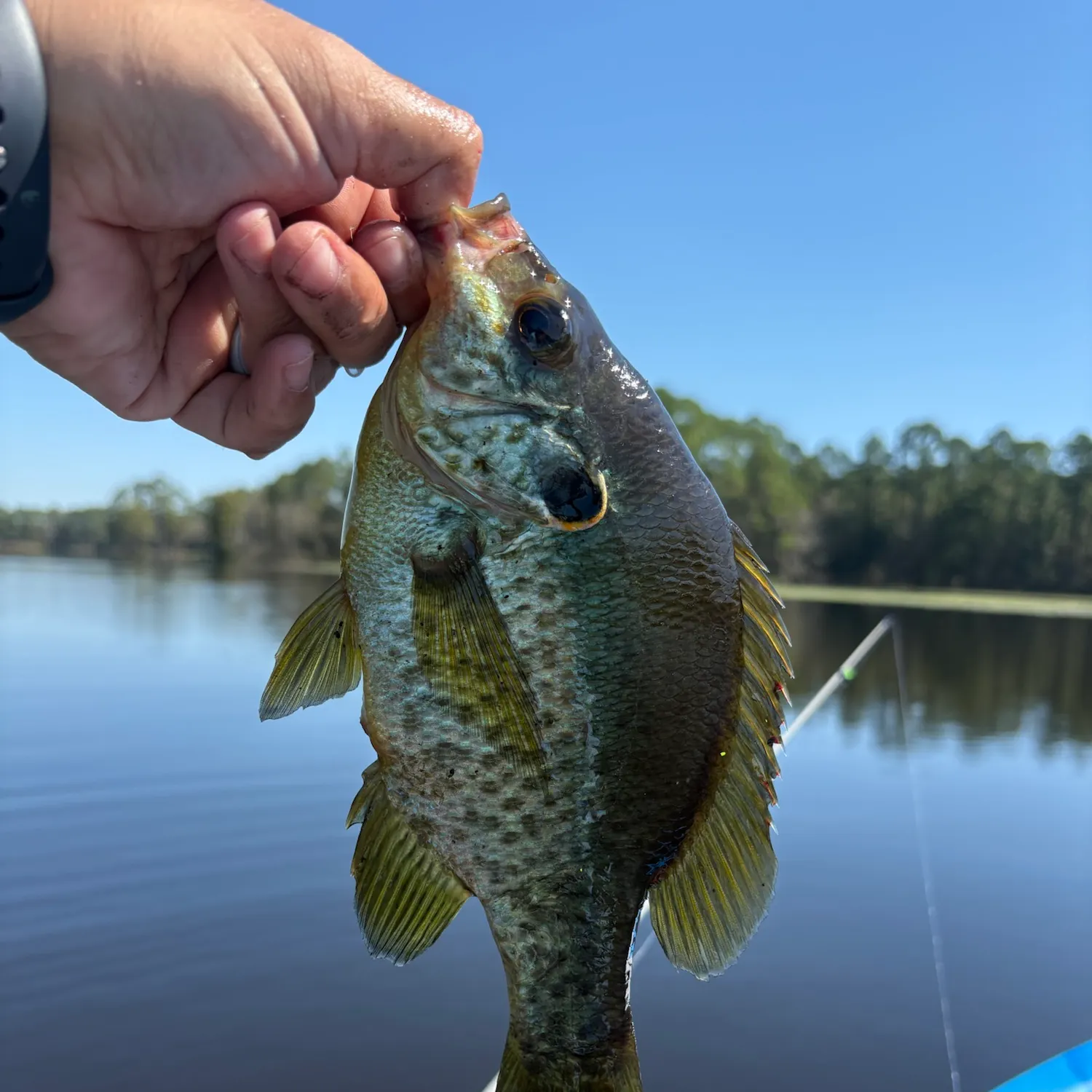 Redear sunfish caught on Fishbrain