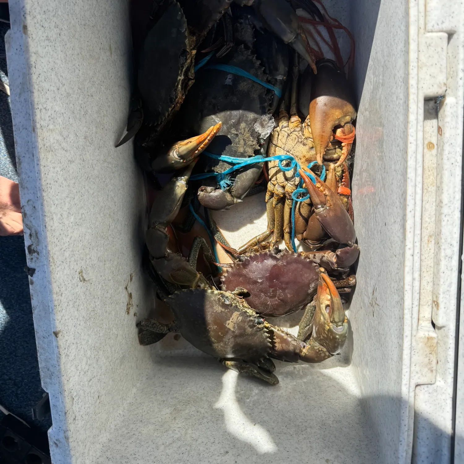 The most recent Giant mud crab catches on Fishbrain