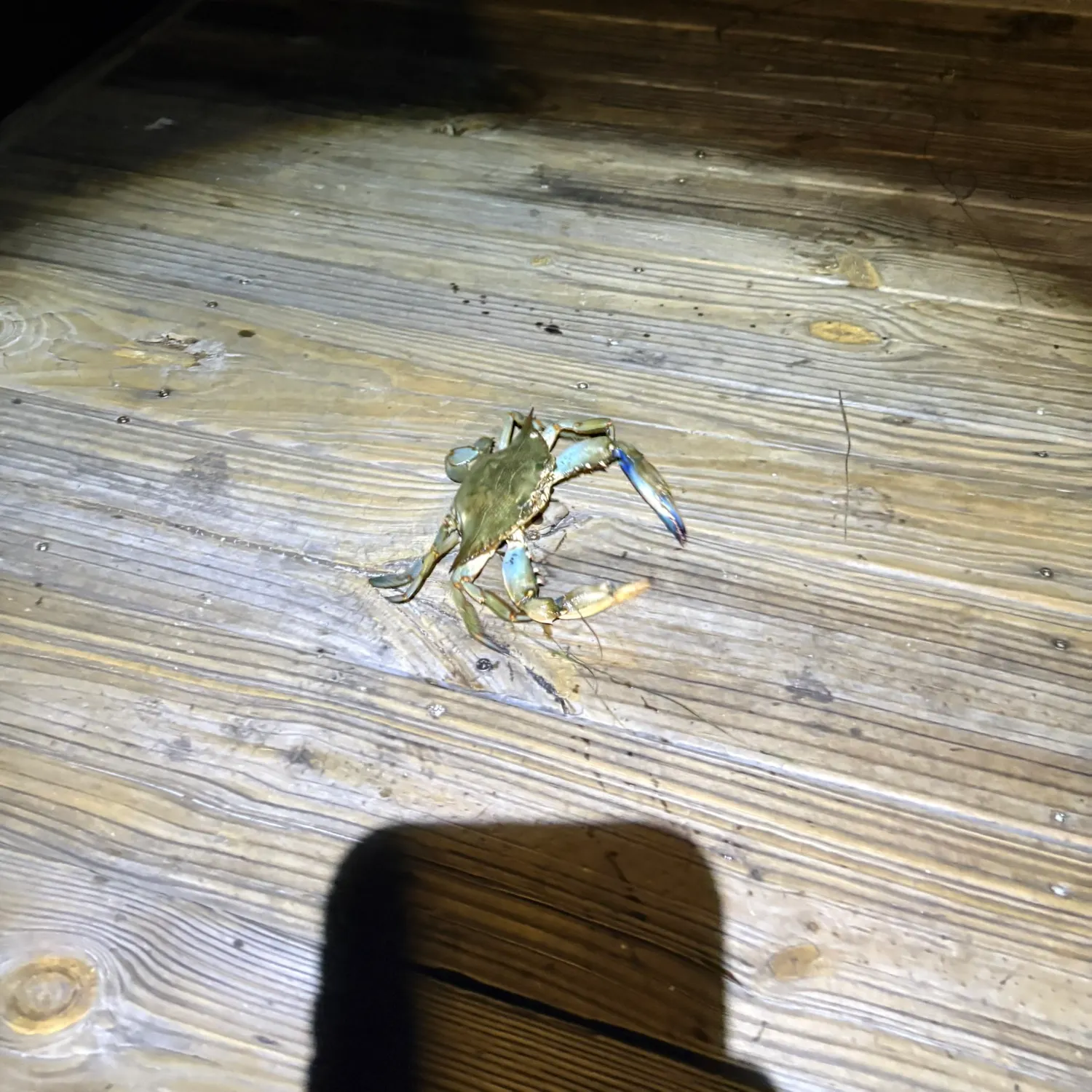 The most recent Blue crab catches on Fishbrain