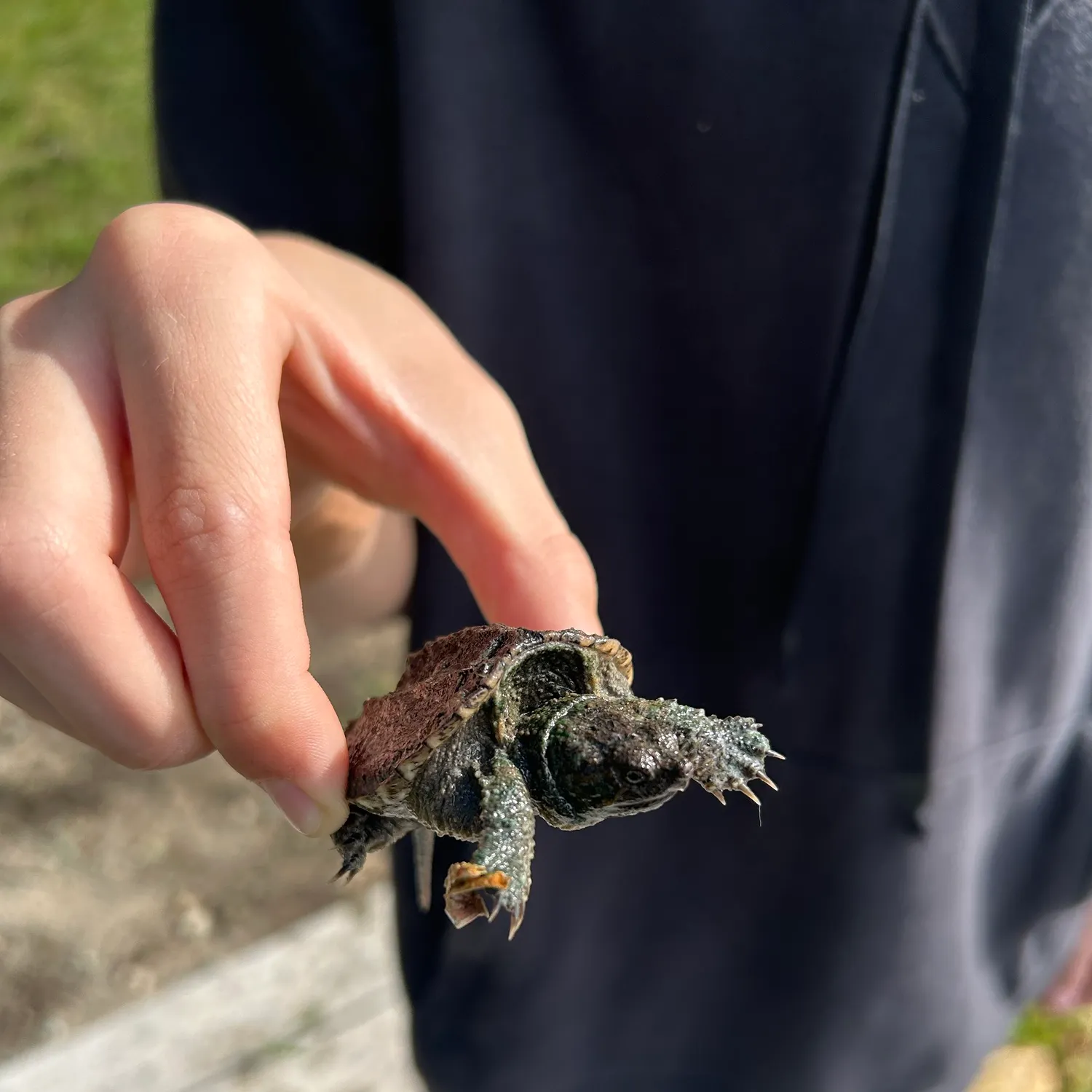 The most recent Common snapping turtle catches on Fishbrain