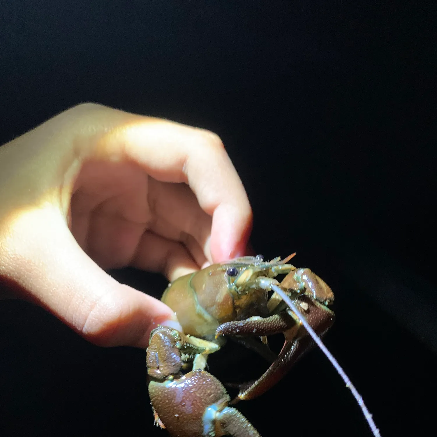 The most recent Signal crayfish catches on Fishbrain