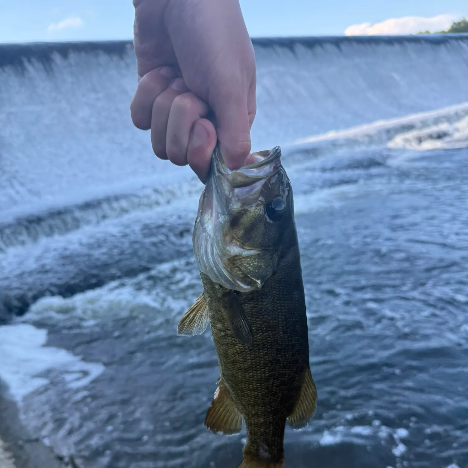 Smallmouth bass caught on Fishbrain