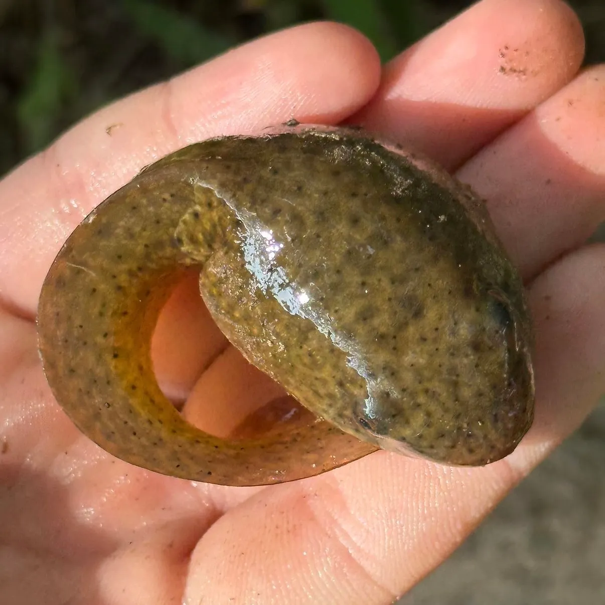 The most recent Tadpole whiptail catches on Fishbrain