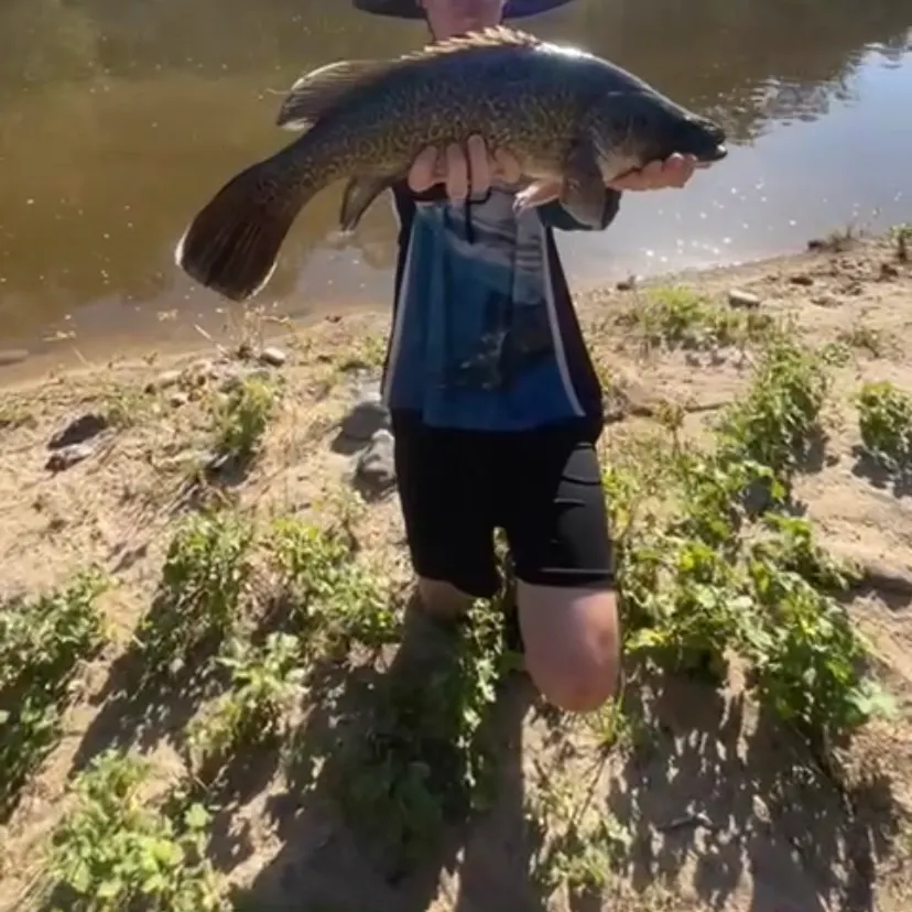 The most recent Murray cod catches on Fishbrain