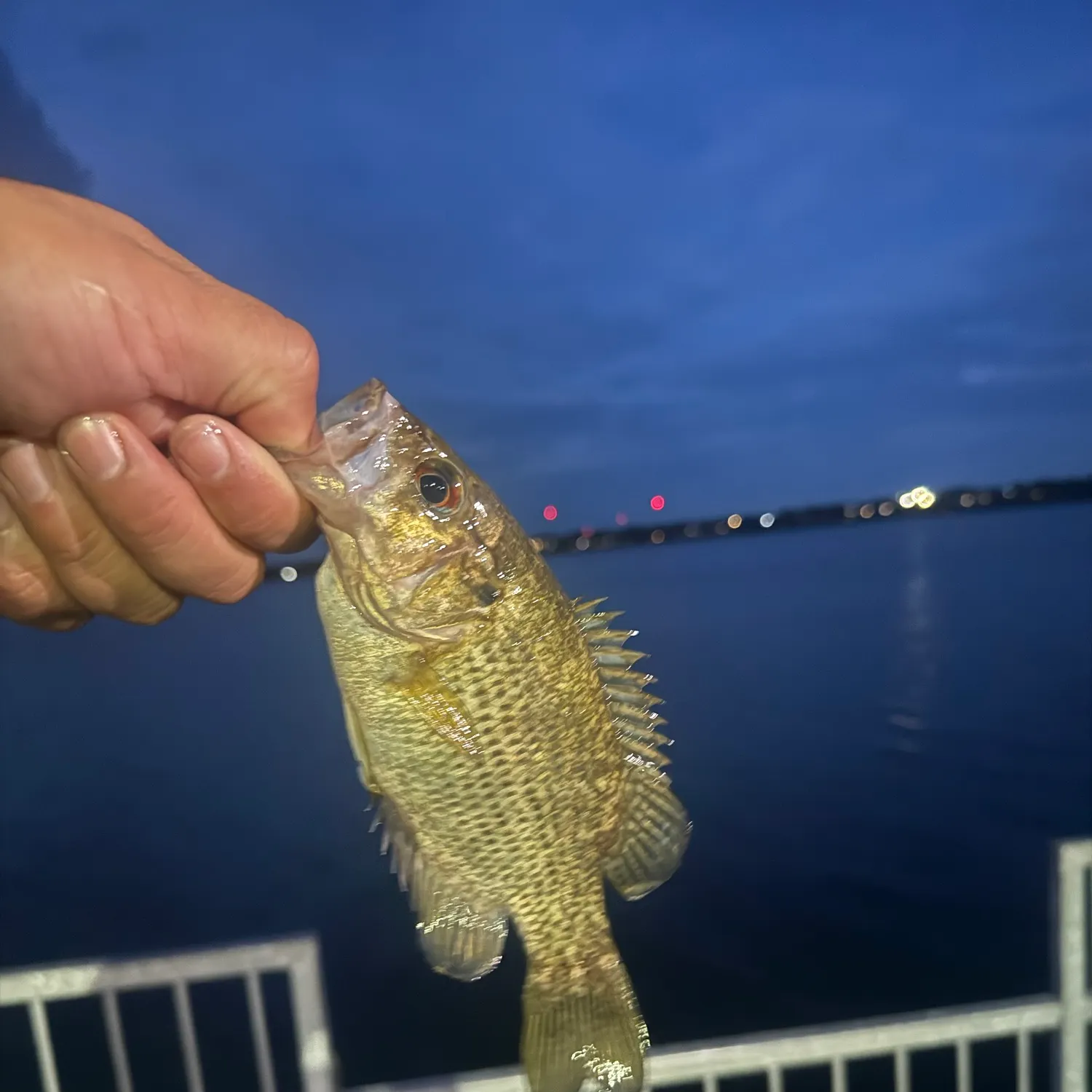 Rock bass caught on Fishbrain