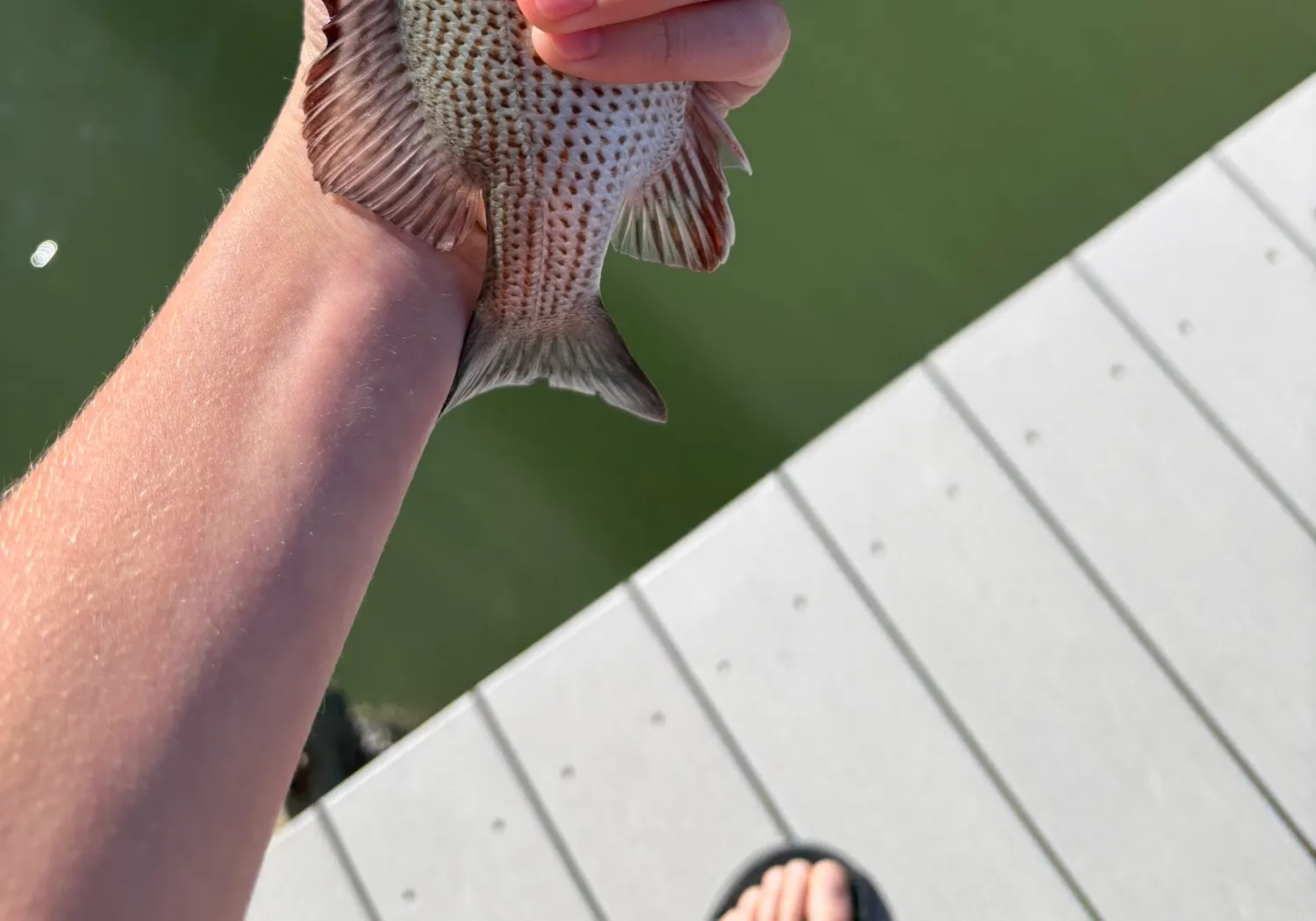 Cubera snapper