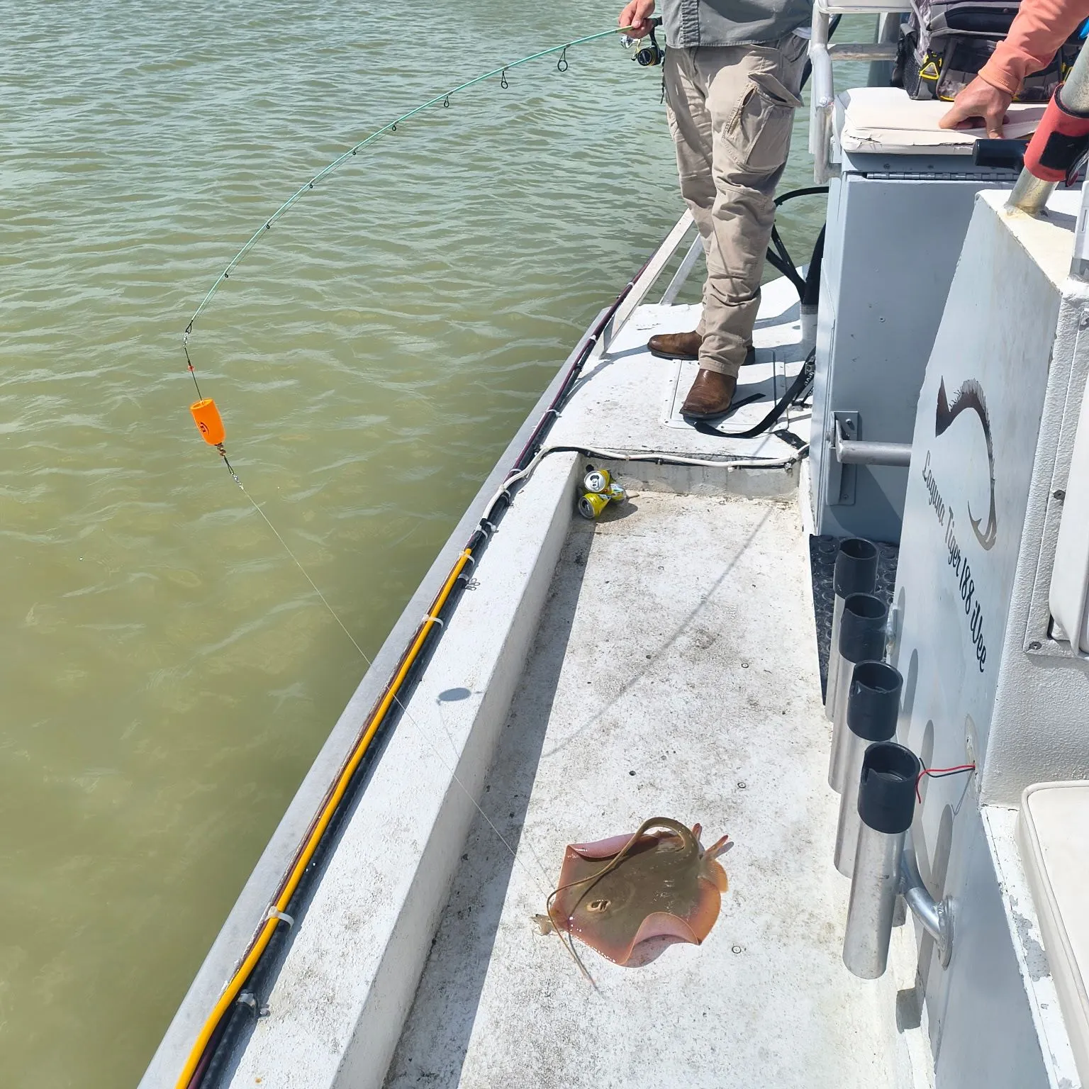 The most recent Atlantic stingray catches on Fishbrain