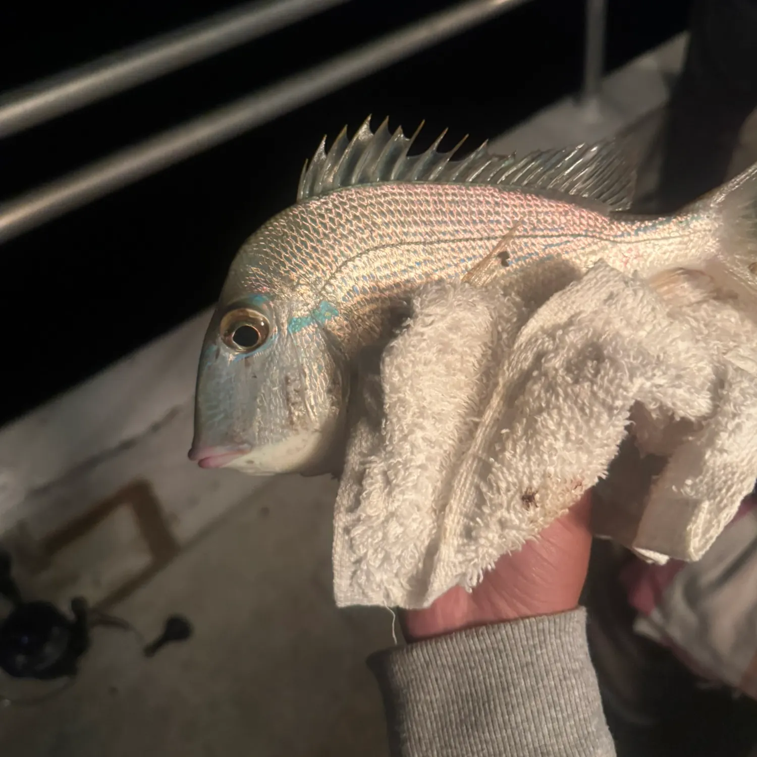 The most recent Scup catches on Fishbrain