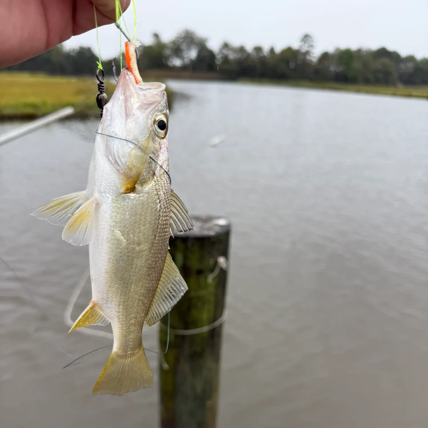 Silver perch caught on Fishbrain