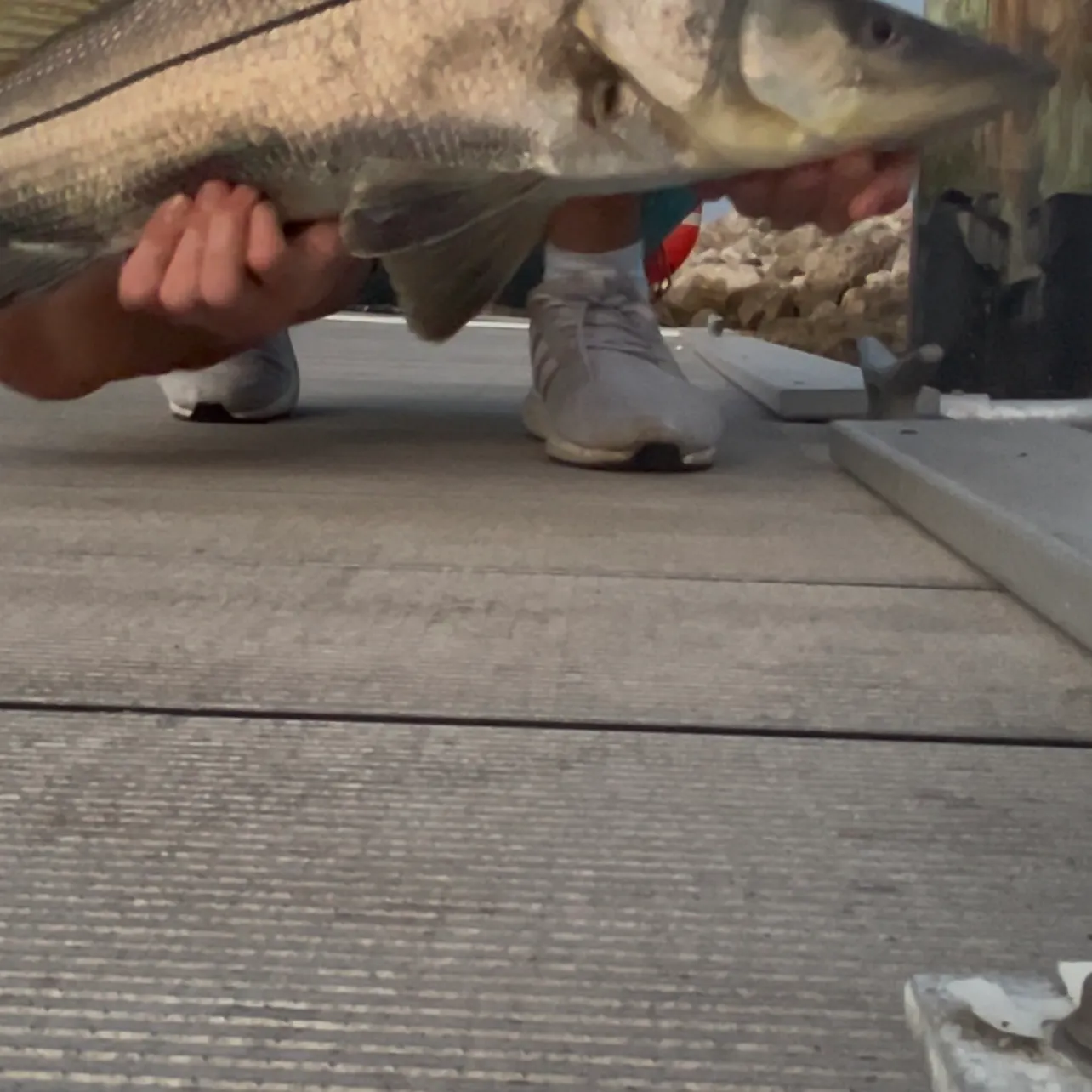 The most recent Common snook catches on Fishbrain