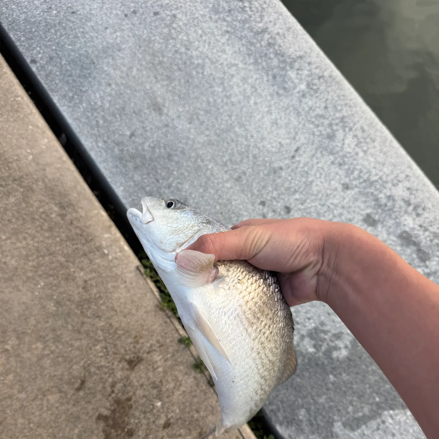Red drum caught on Fishbrain