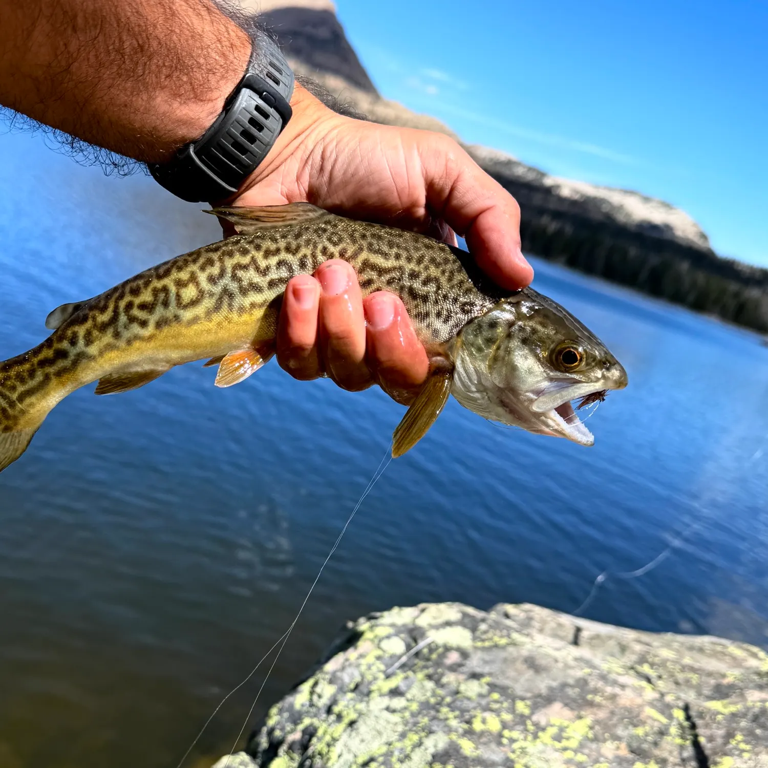 Tiger trout caught on Fishbrain