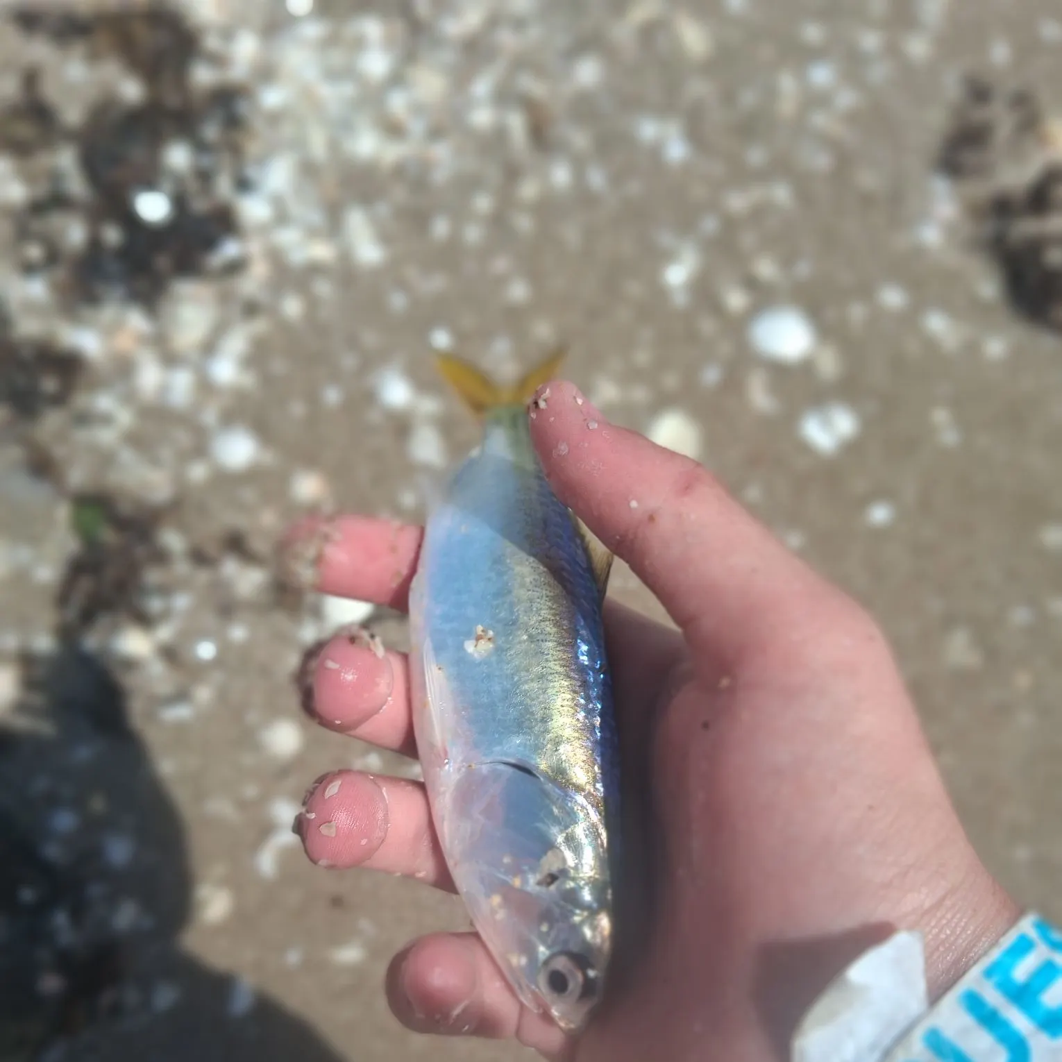 The most recent Southern yellowtail amberjack catches on Fishbrain