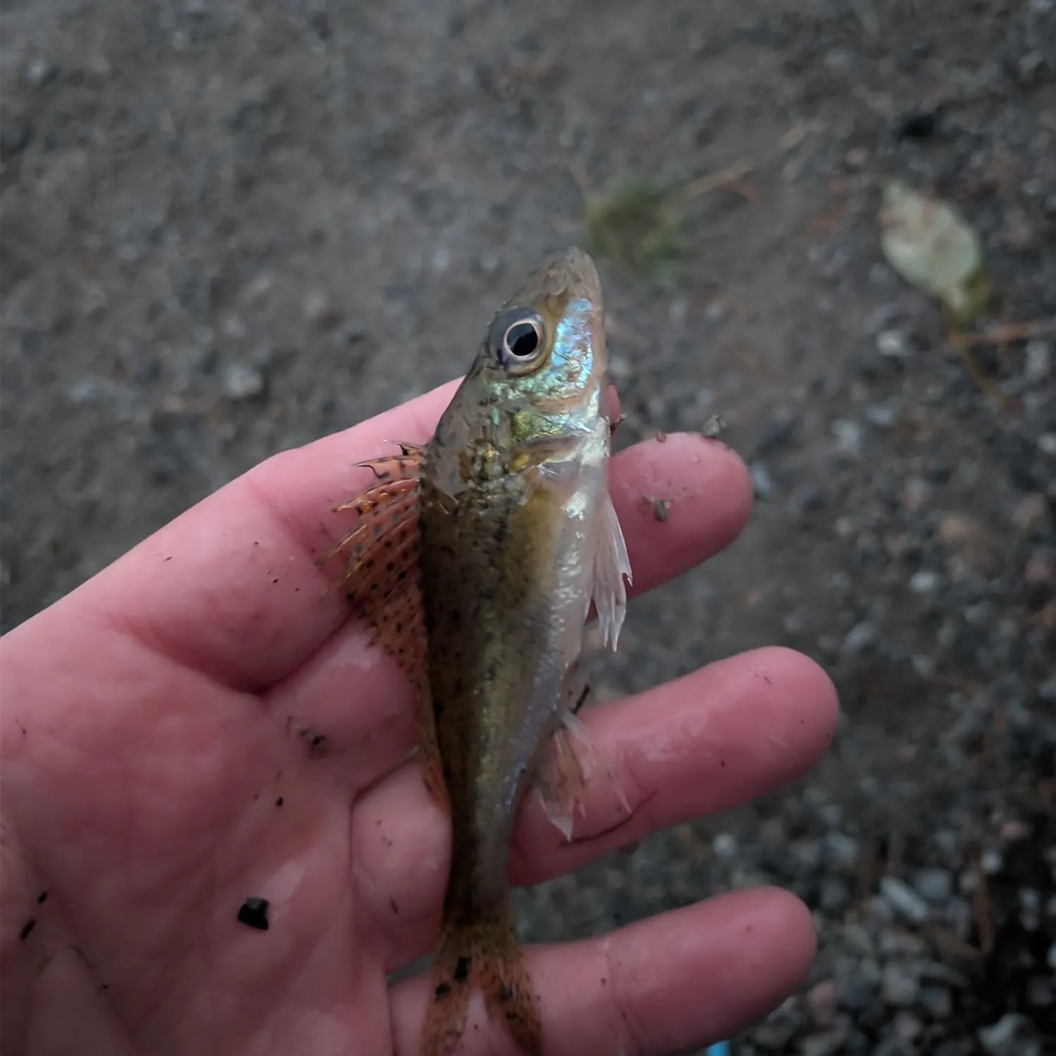 Eurasian ruffe caught on Fishbrain