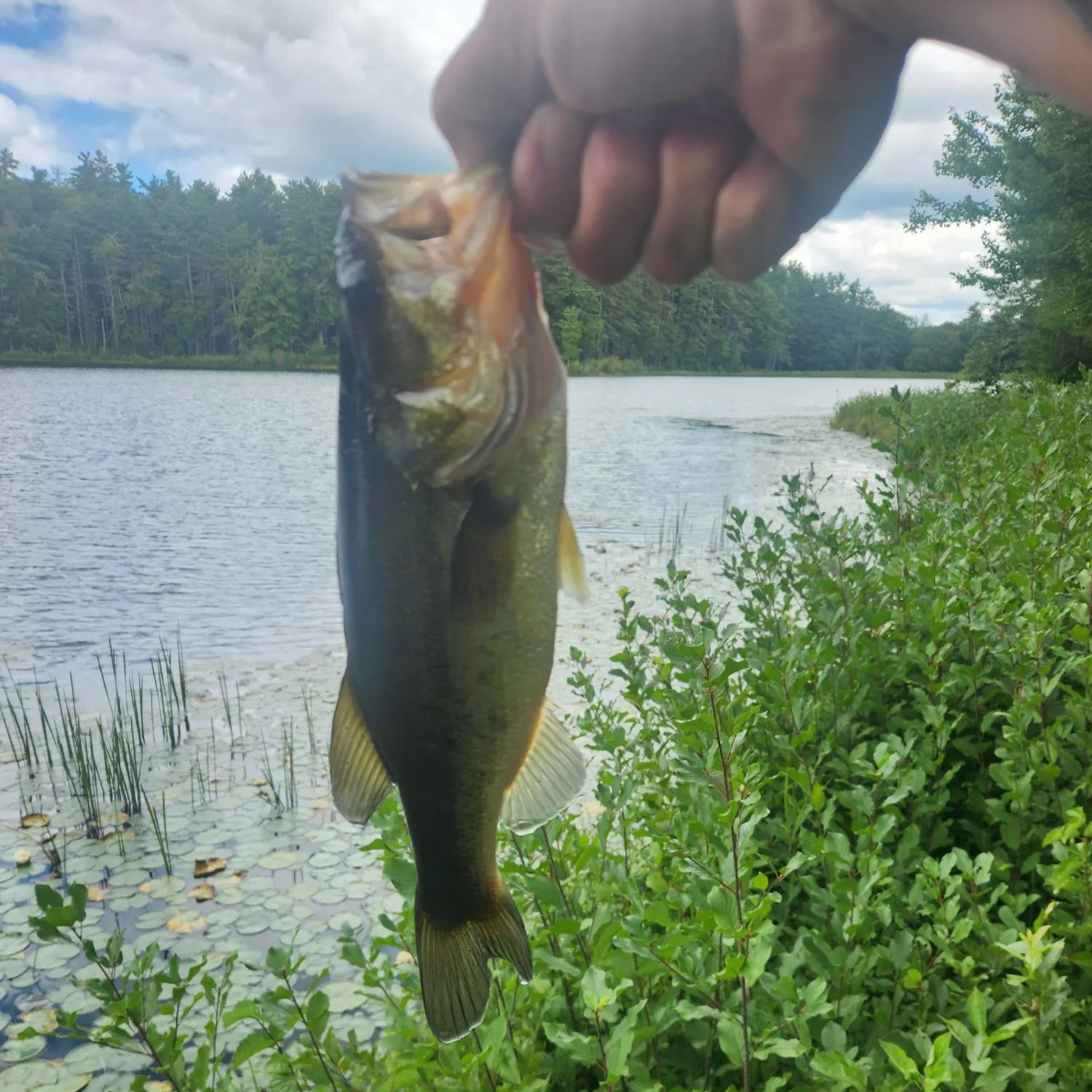 Largemouth bass caught on Fishbrain
