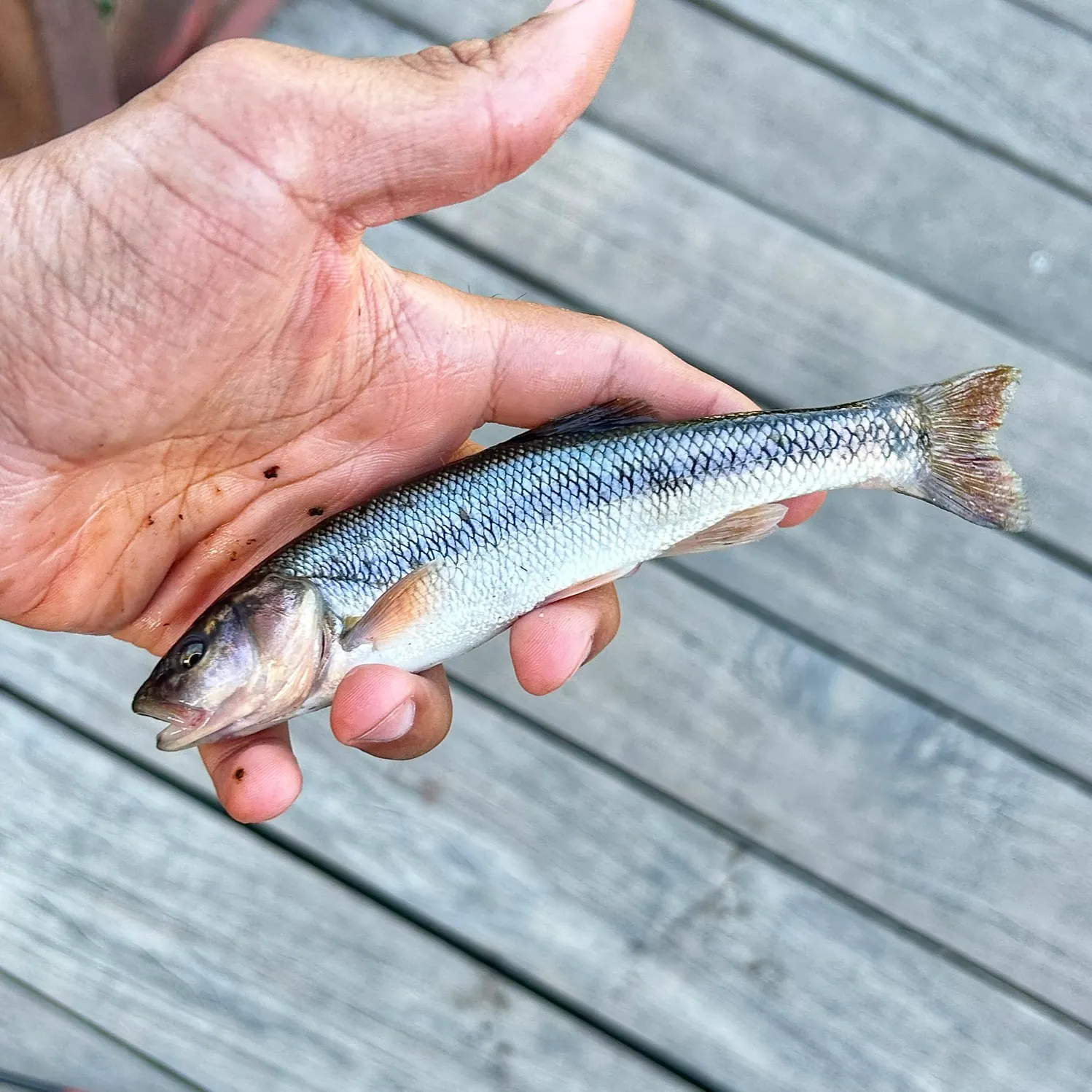 Creek chub caught on Fishbrain