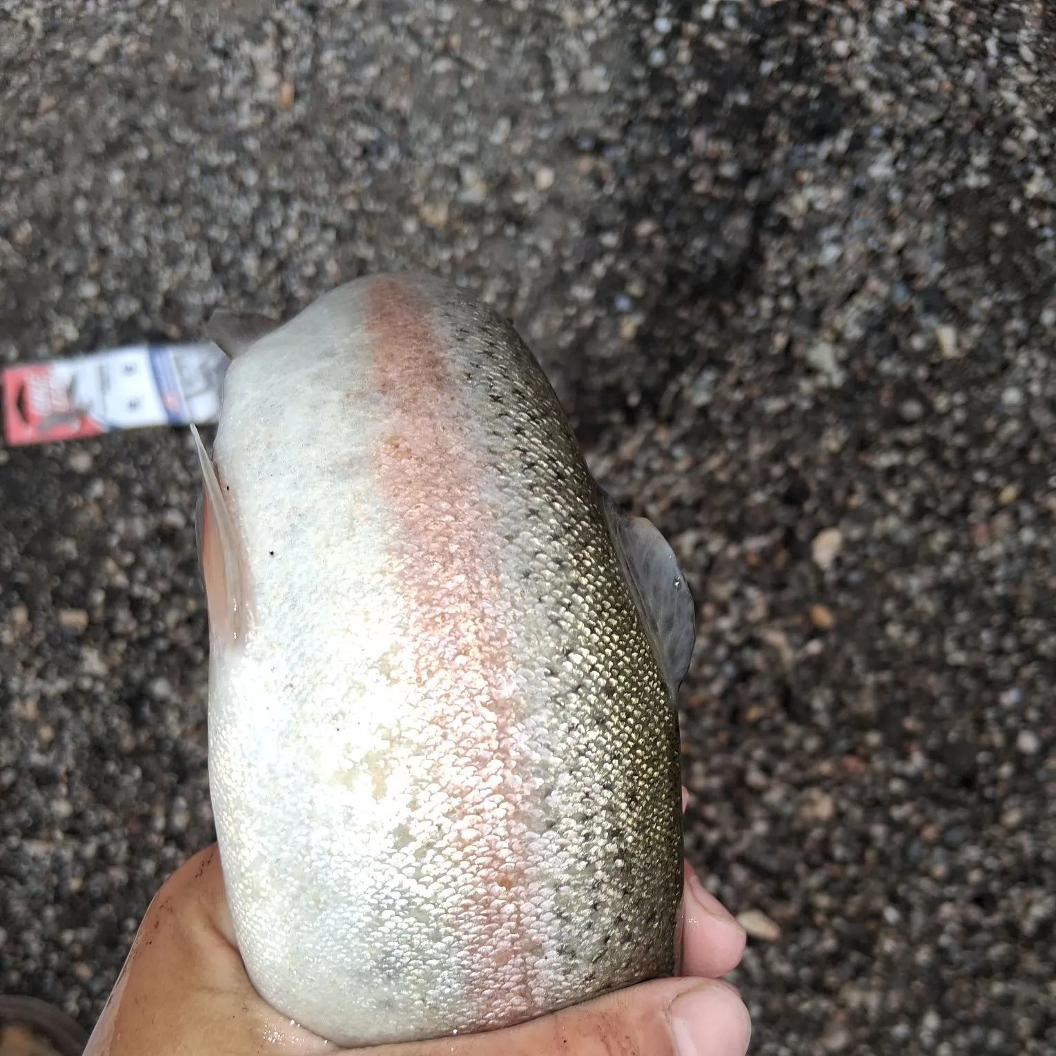 Rainbow trout caught on Fishbrain