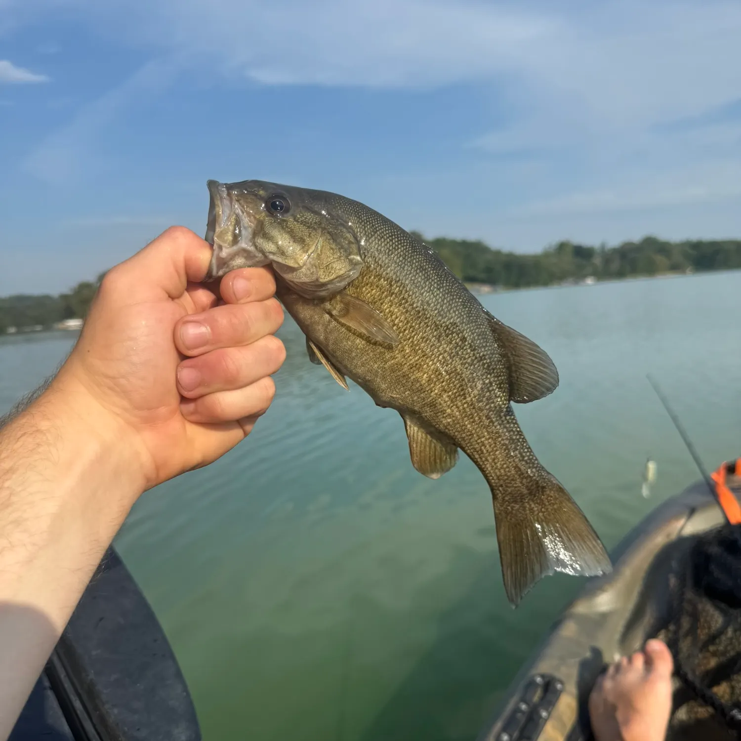 Smallmouth bass caught on Fishbrain