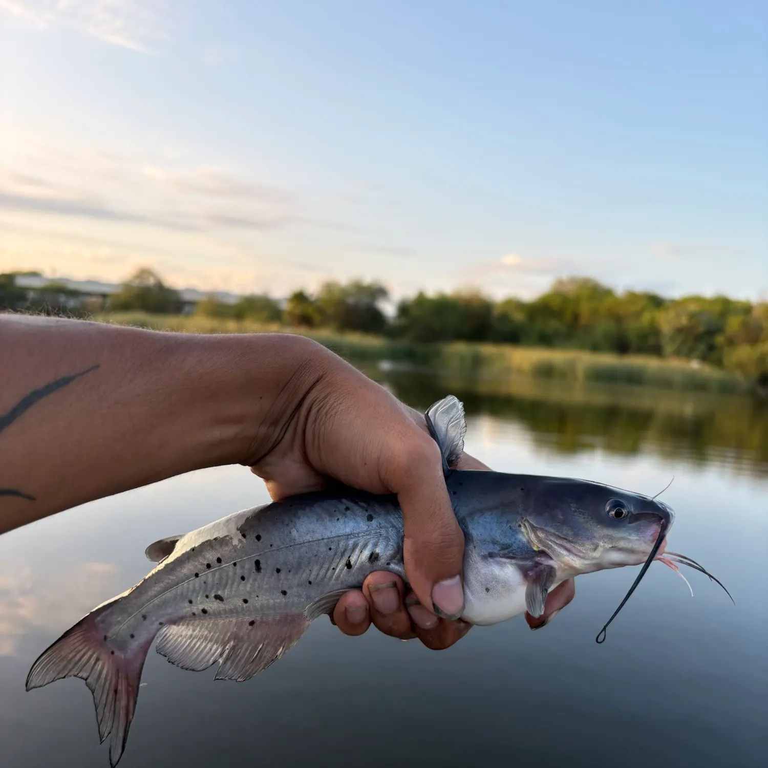 Channel catfish caught on Fishbrain