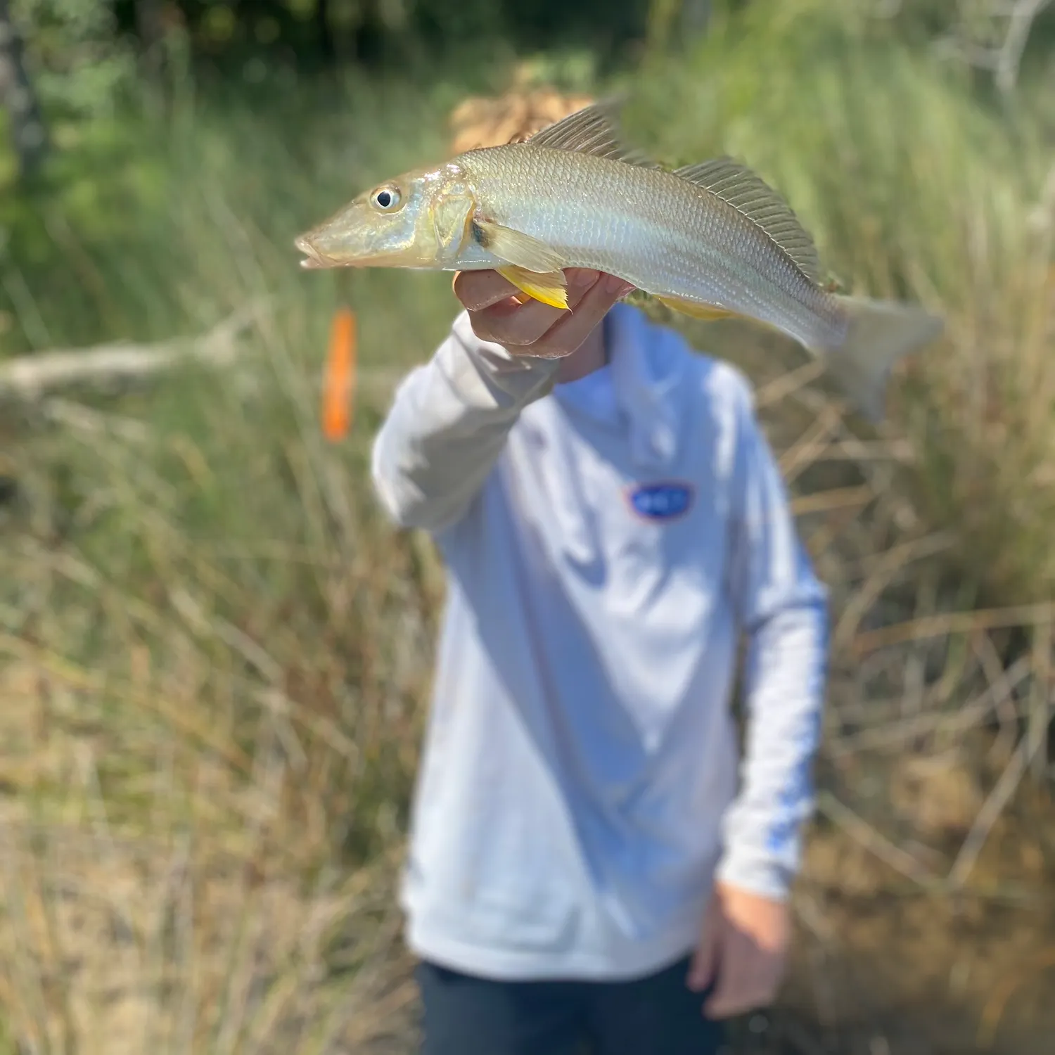 The most recent Sand sillago catches on Fishbrain