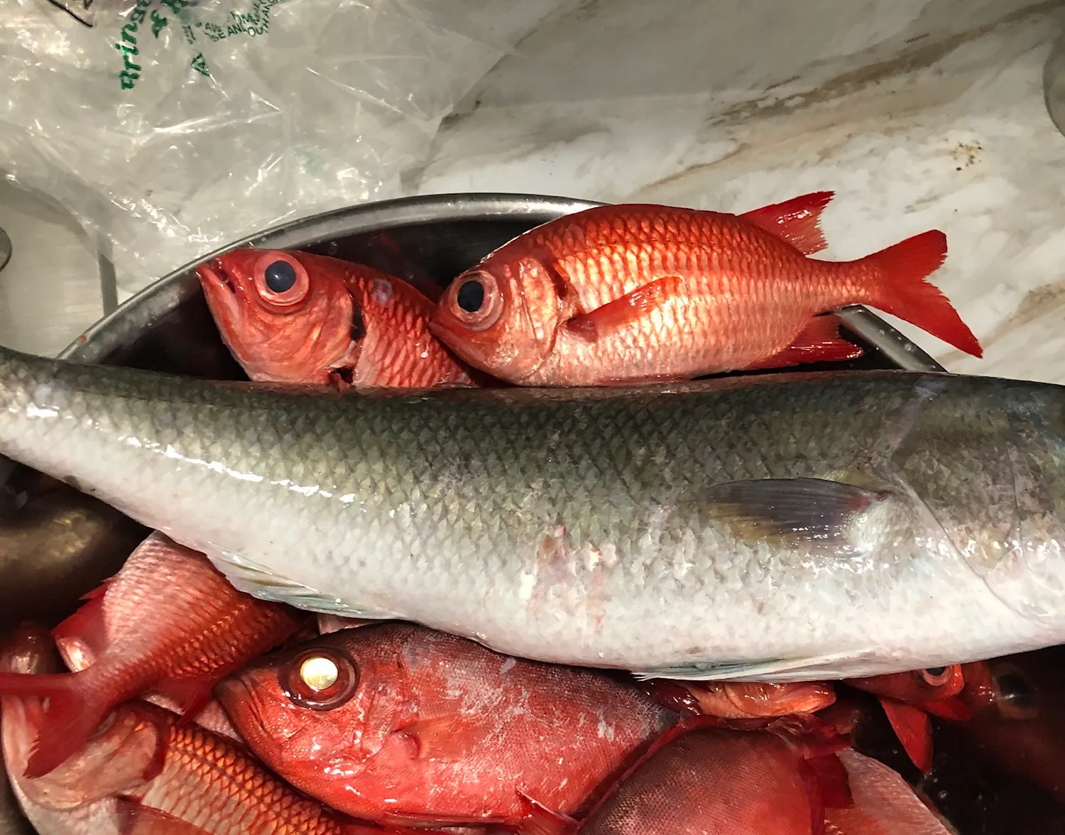 Brick soldierfish