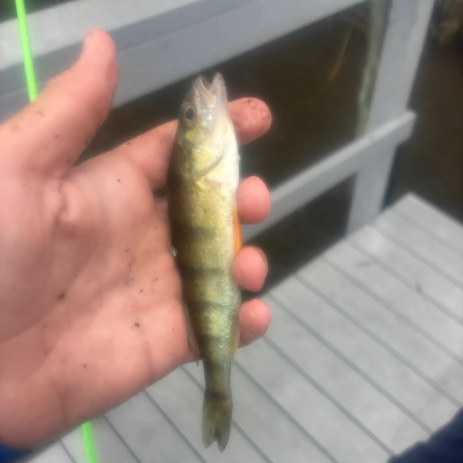 Yellow perch caught on Fishbrain