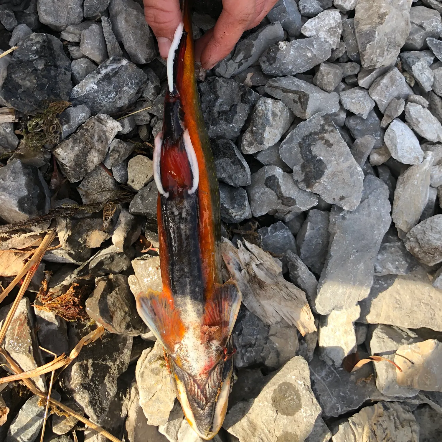 Brook trout caught on Fishbrain