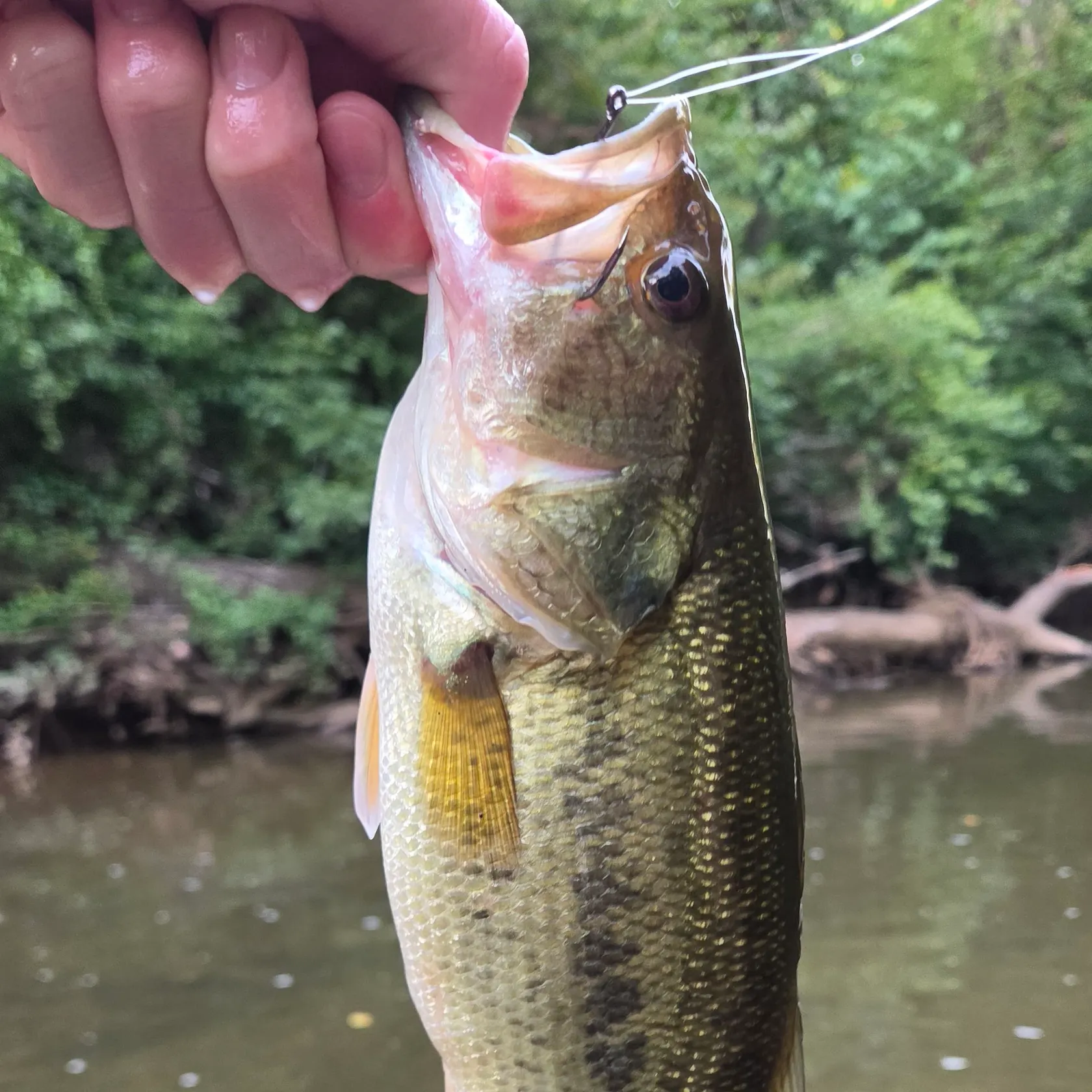Largemouth bass caught on Fishbrain