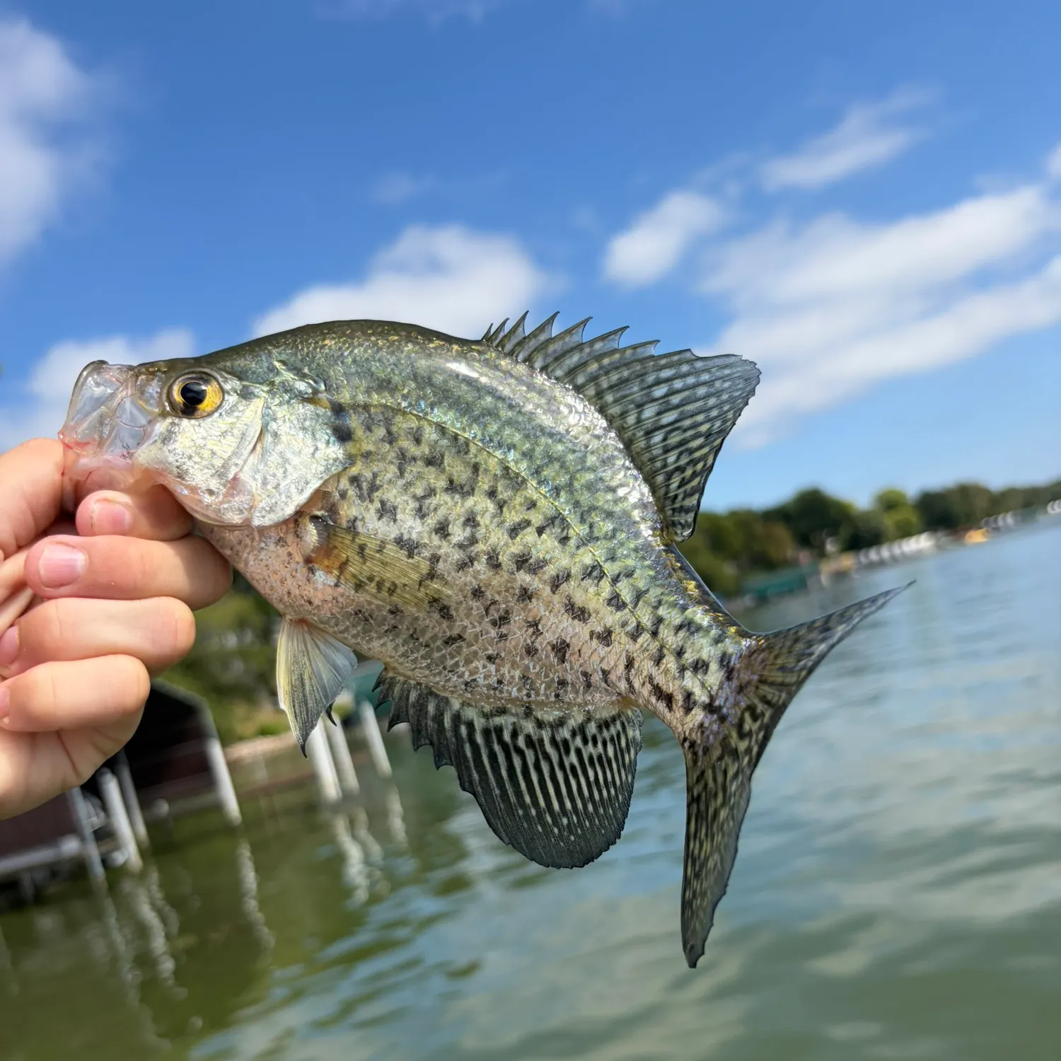 Black crappie caught on Fishbrain