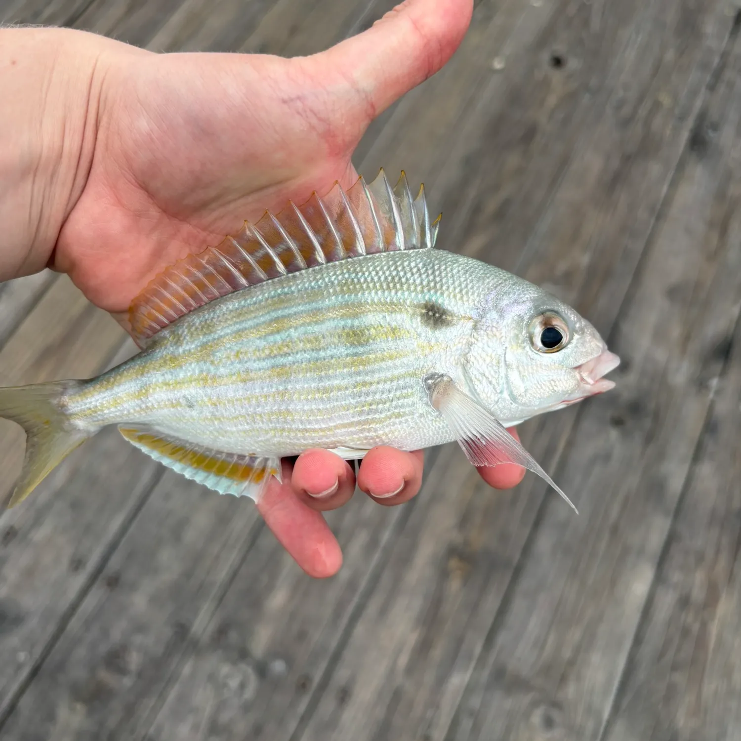The most recent Pinfish catches on Fishbrain