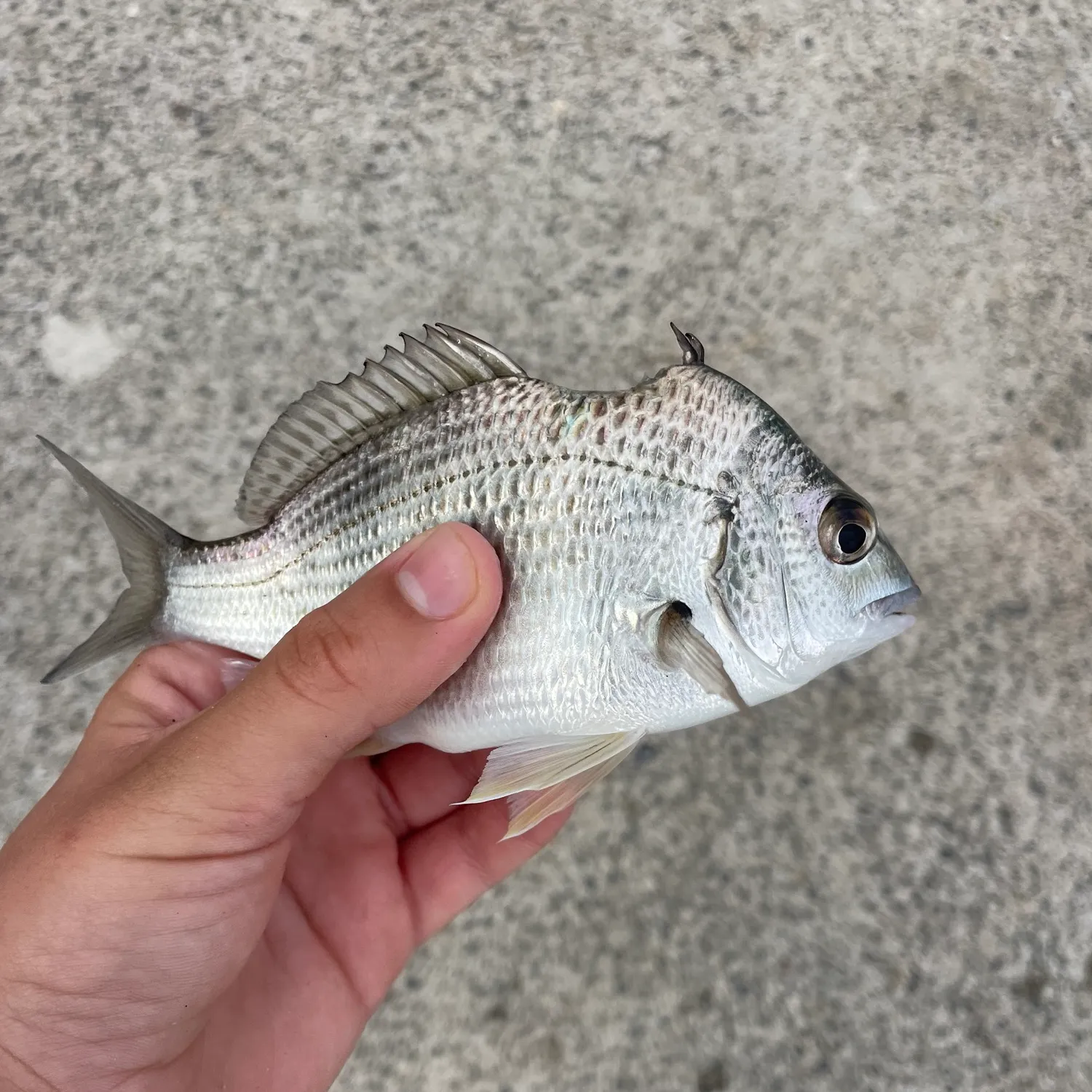 Southern black bream caught on Fishbrain