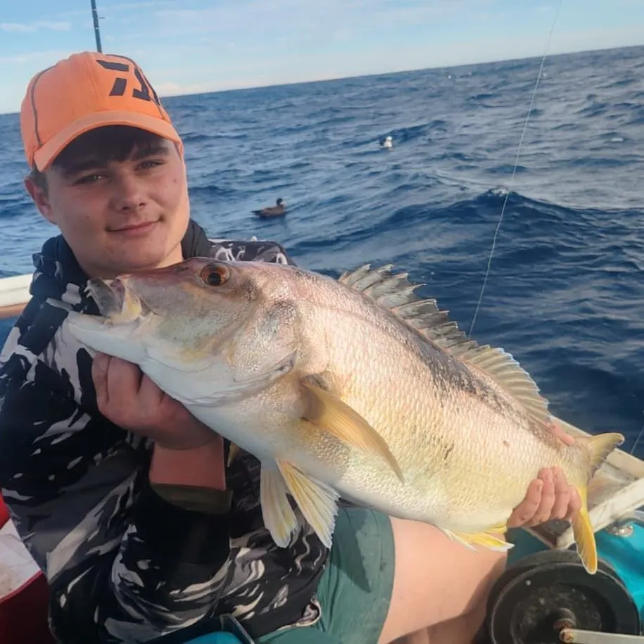 The most recent Musselcracker seabream catches on Fishbrain