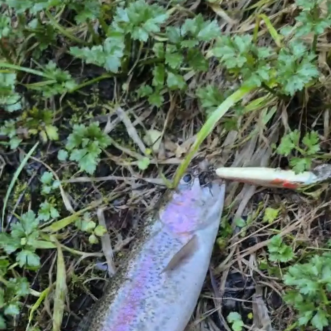 Rainbow trout caught on Fishbrain